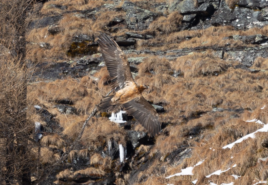 Recka im Dezember 2025 in den Hohen Tauern |© Michael Lang