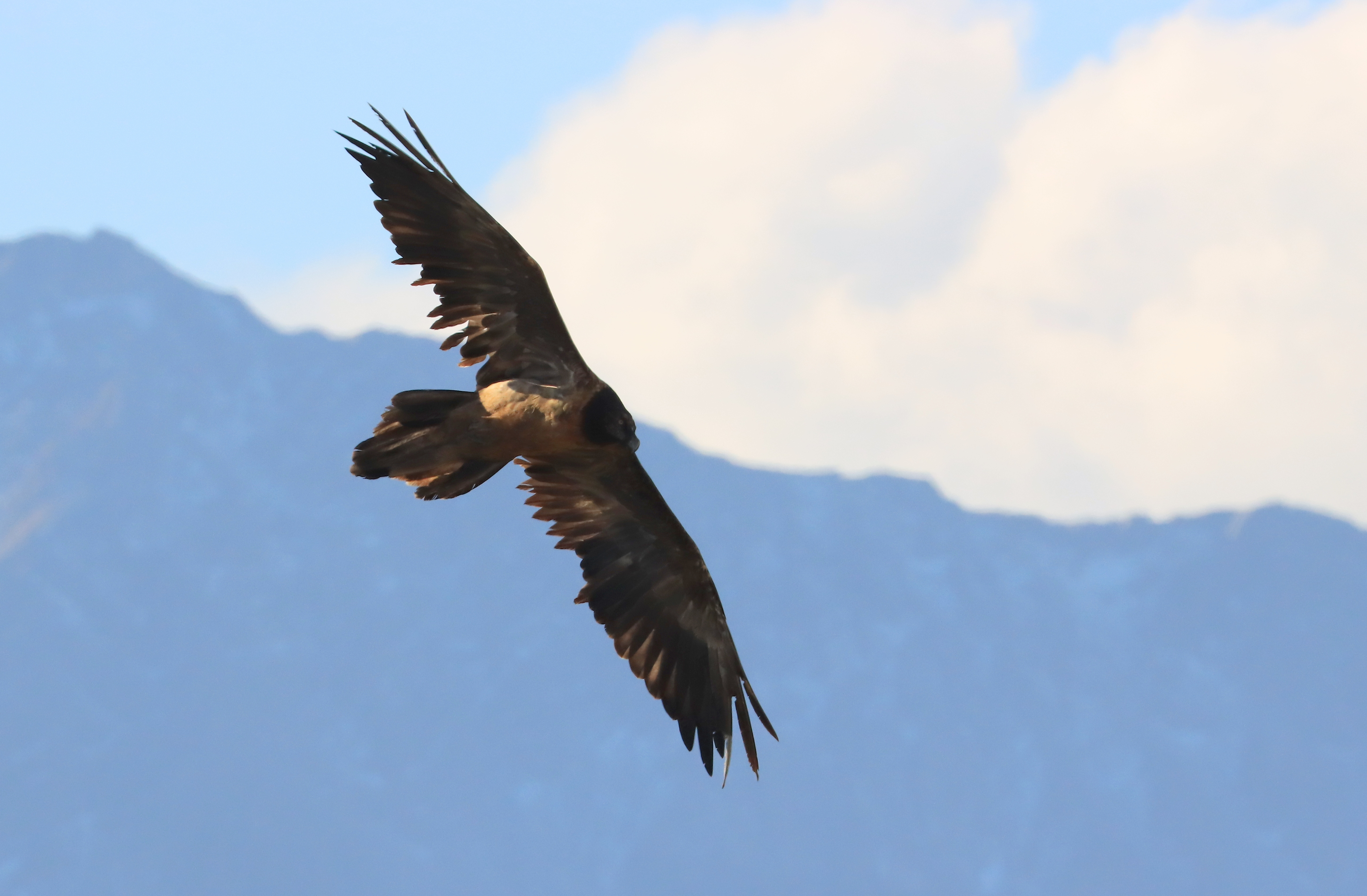 Sisi im Mont-Blanc Gebiet |© ML. U.-Ulliel