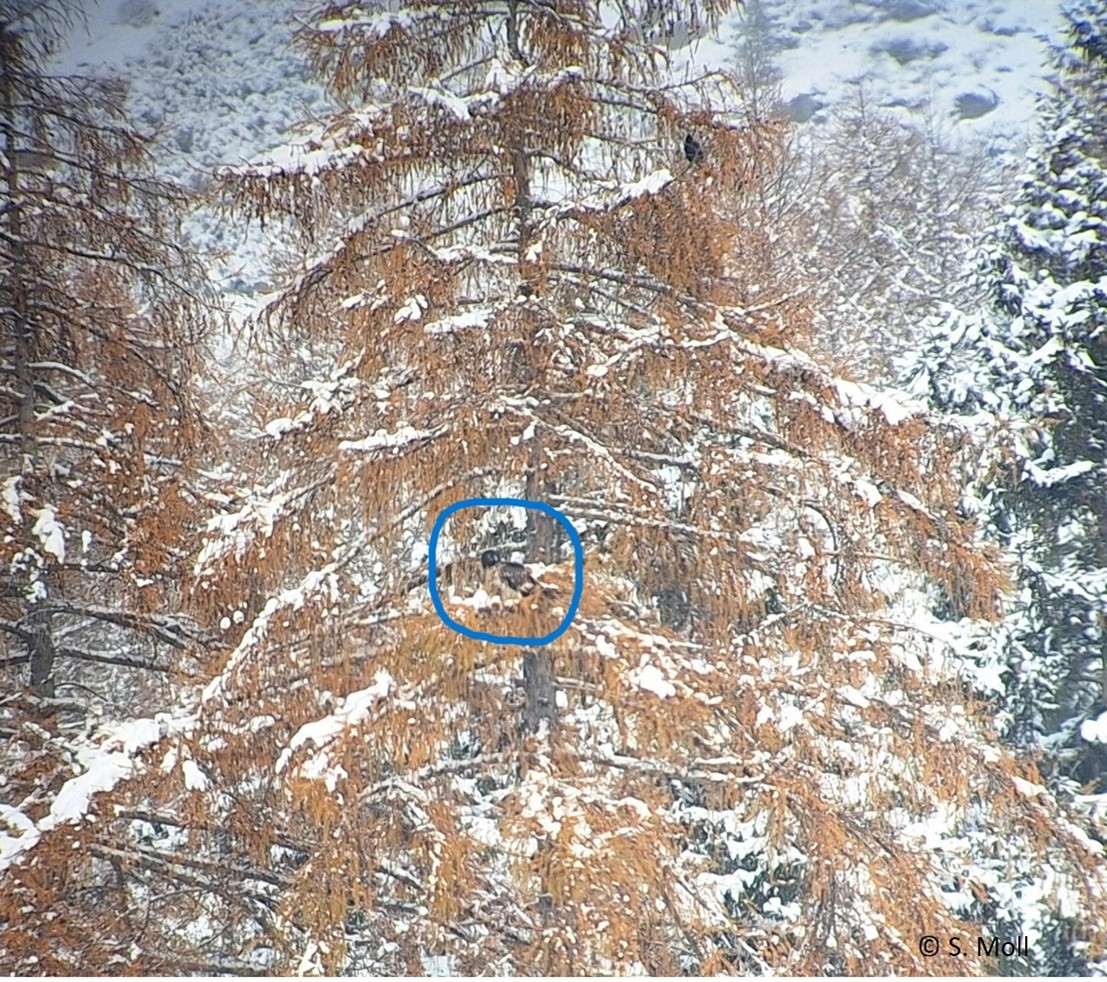 Vinzenz in Lärchenkrone |© Silke Moll