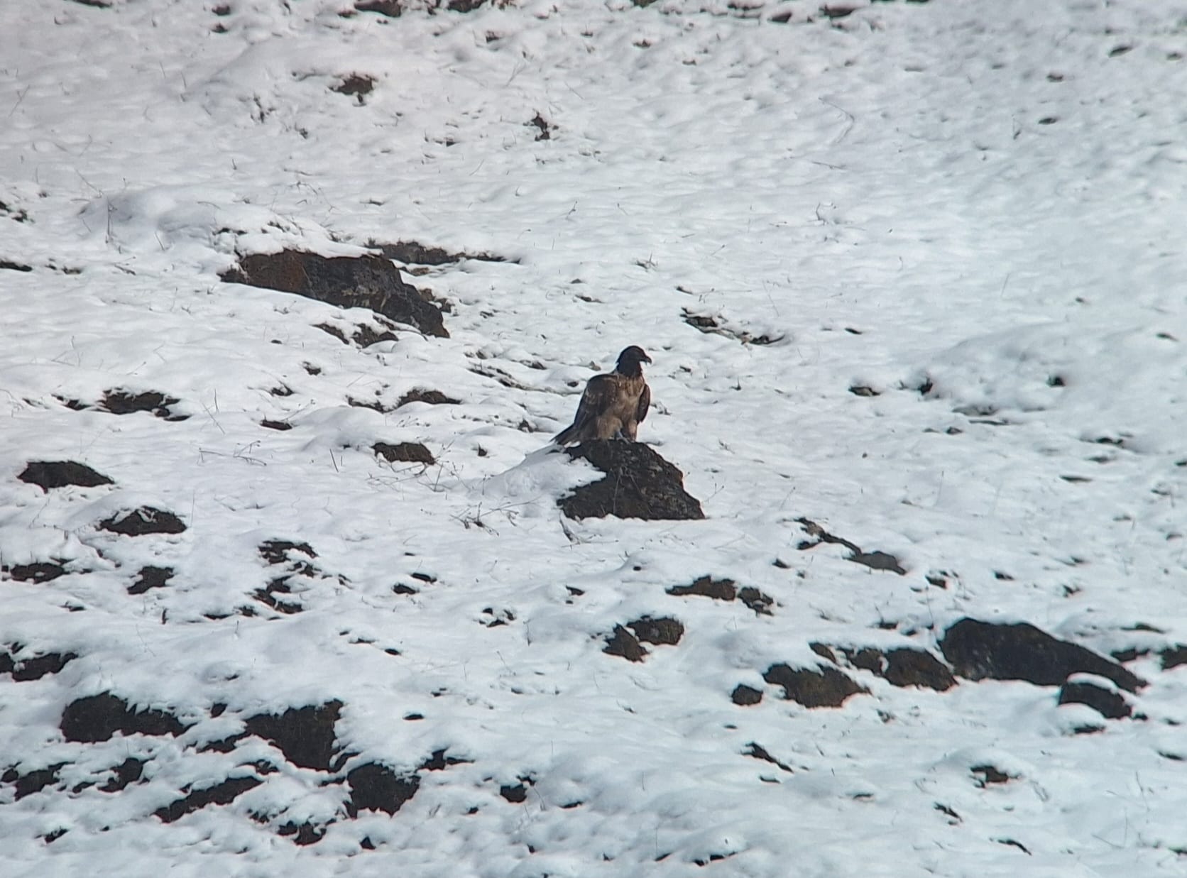 Vinzenz im Schnee |© Silke Moll, LBV