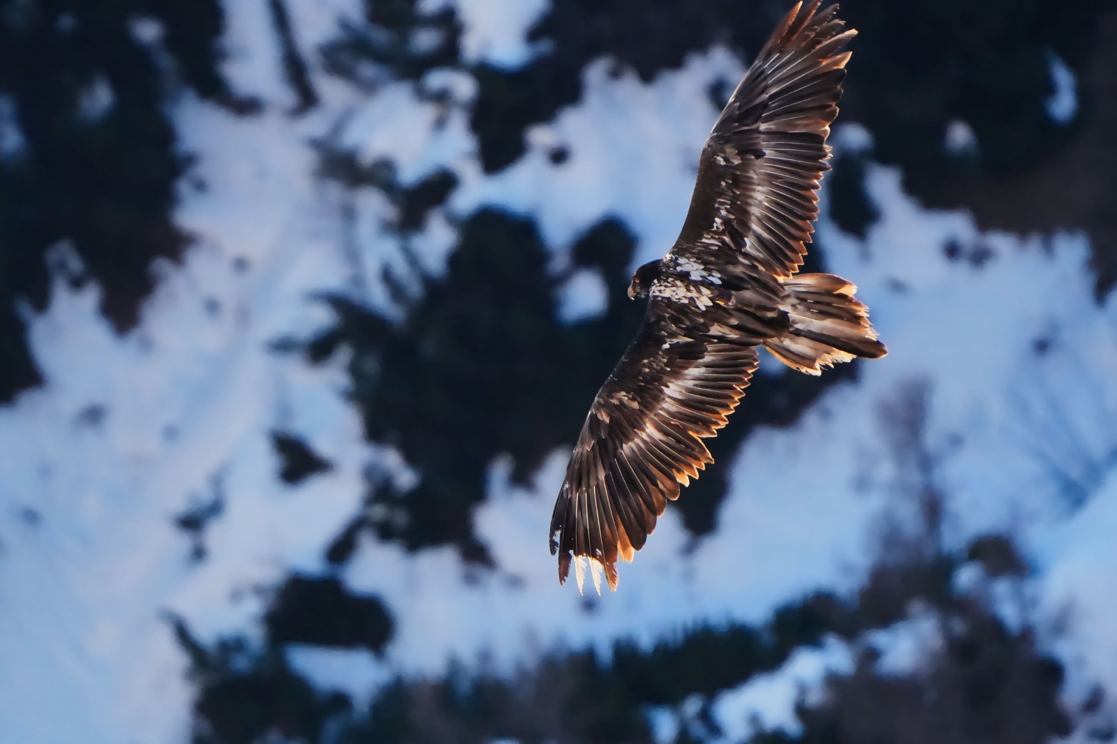 Vinzenz im Dezember am Jenner  |© Christian Steiger