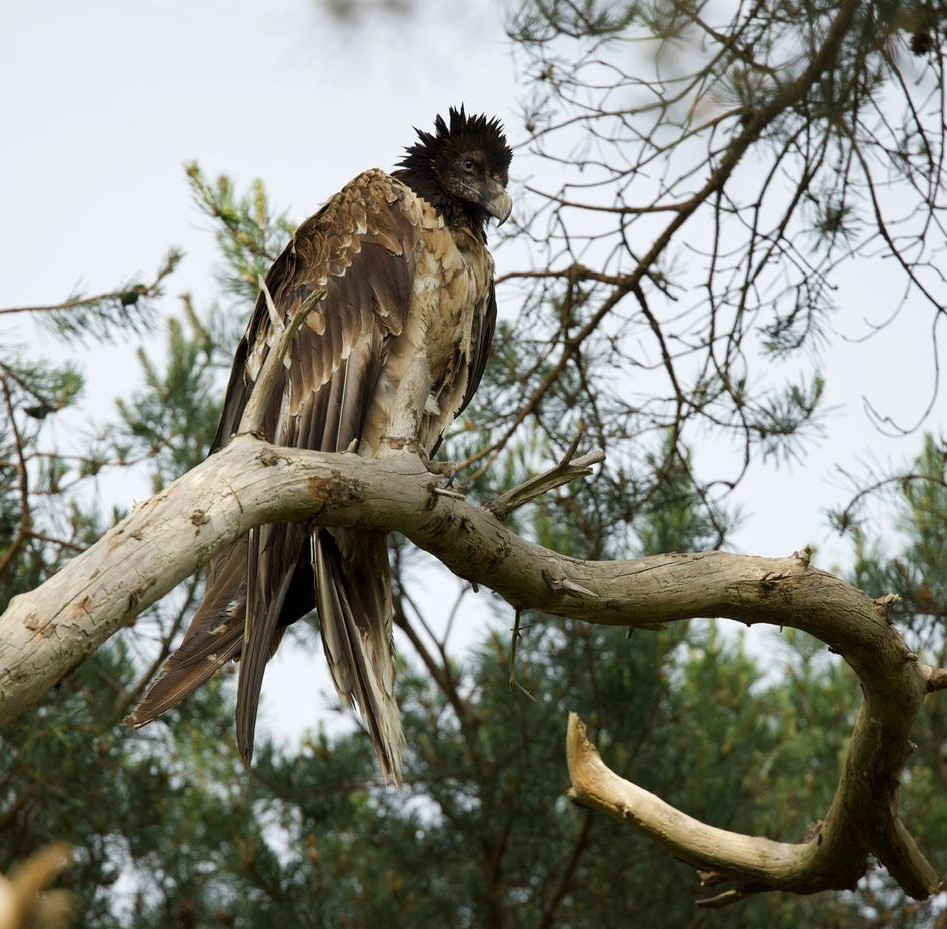 Vinzenz auf einer Kiefer |© Matthias Feldhoff
