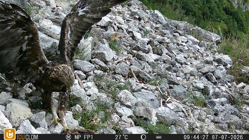 Steinadler am Futterplatz |© Fotofalle NP Berchtesgaden & LBV