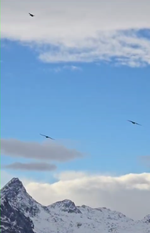 Nepomuk, Wiggerl und Generl am Jenner  |© Miguel Gomez