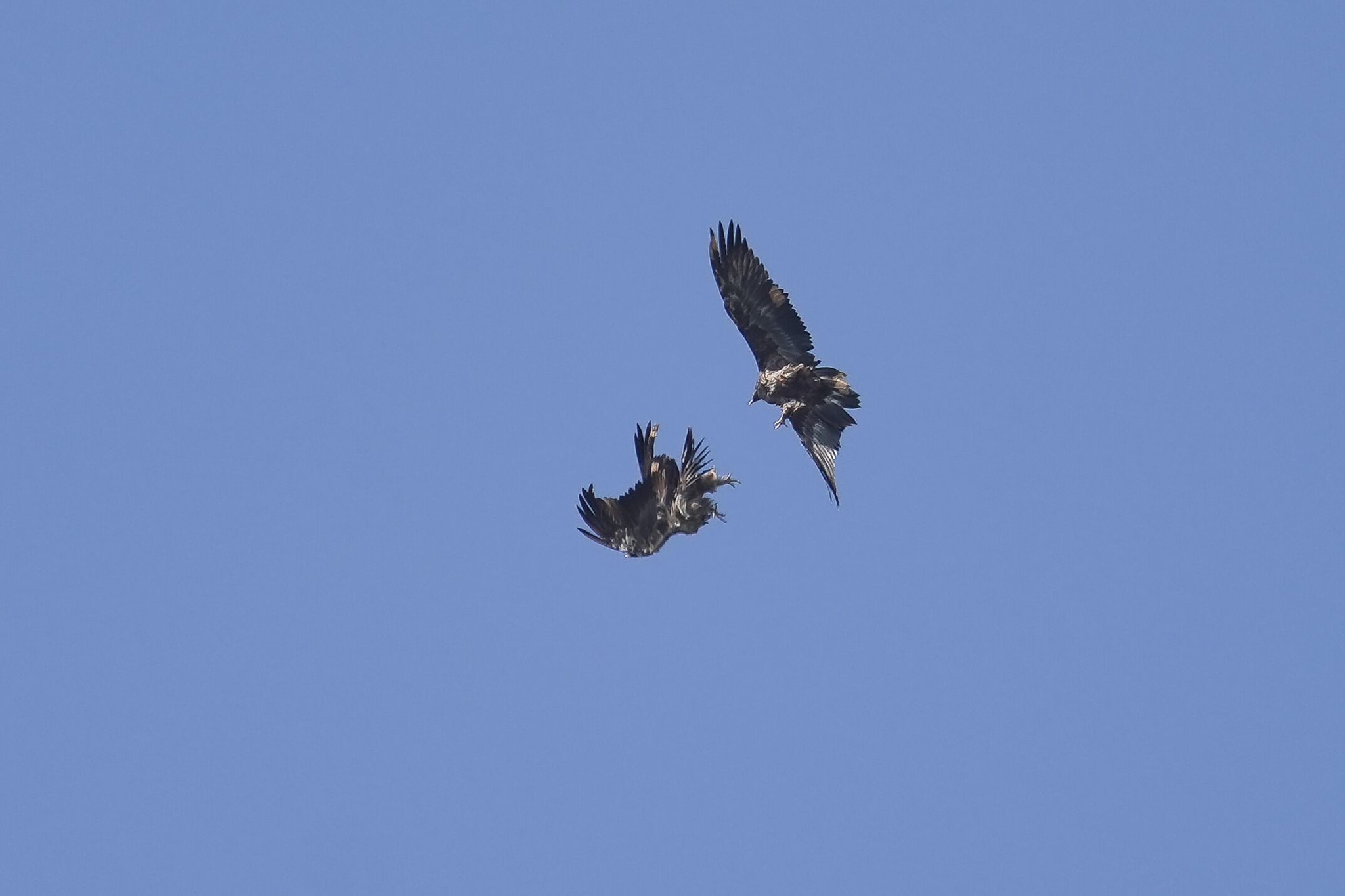 Alosa und Zierli |© Christian Steiger