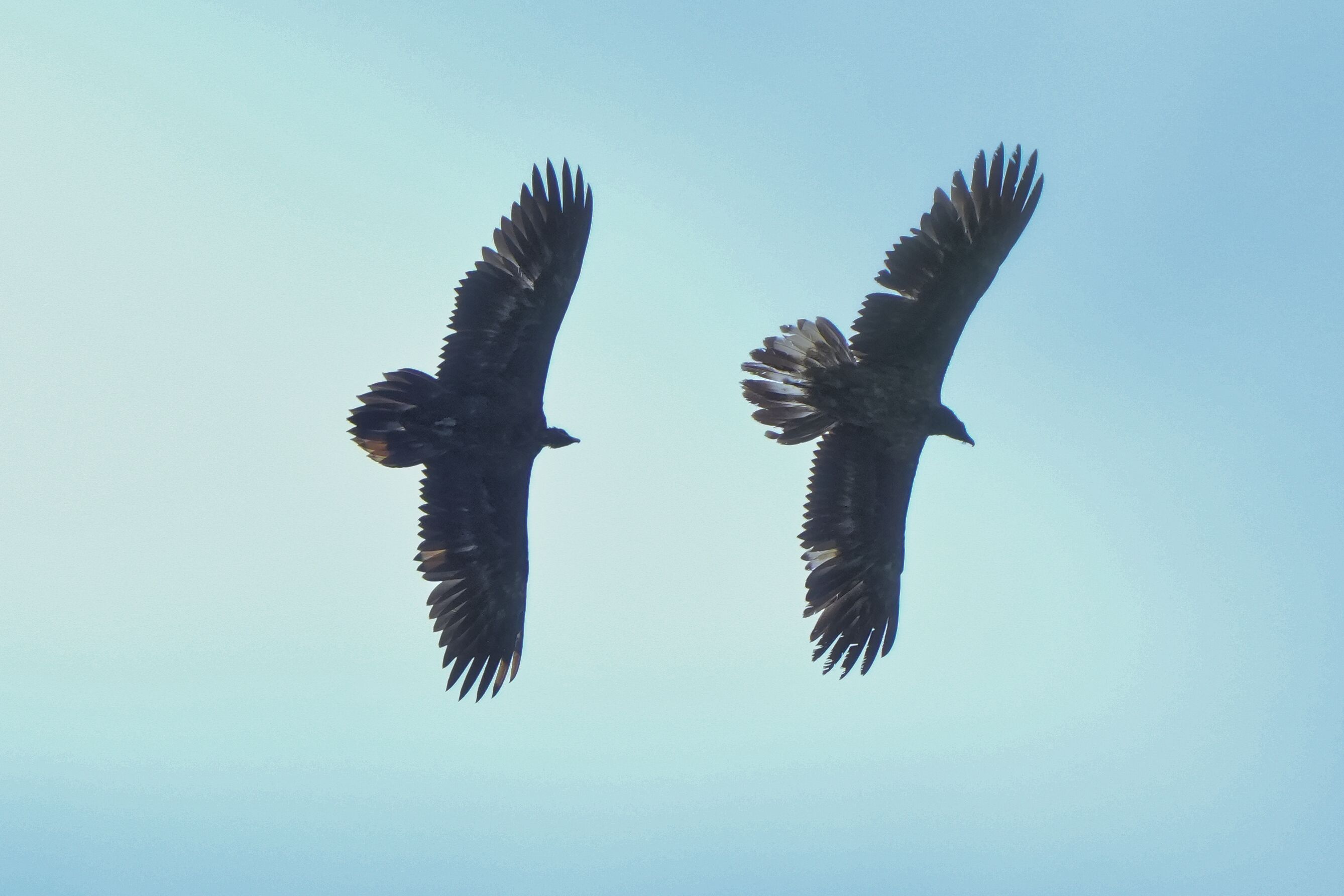 Alosa und Zierli |© Christian Steiger