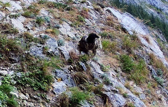 Alosa sammelt Schafwolle |© Webcam LBV & NP Berchtesgaden