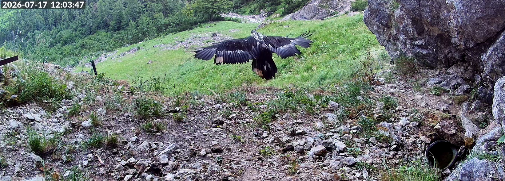 Ausflug Zierli  |© LBV-NPV-Bartgeierwebcam