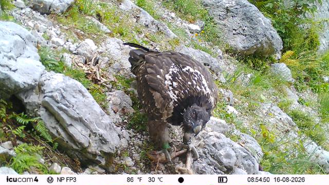 Alosa bei der Nahrungsaufnahme |© Fotofalle LBV & NP Berchtesgaden