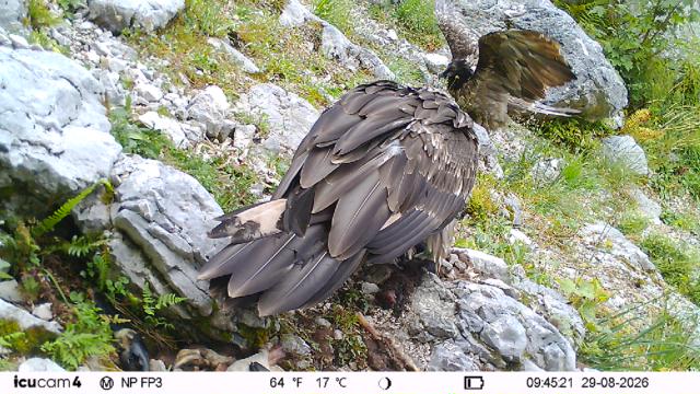 Alosa und Vinzenz beim Fressen |© Fotofalle NP Berchtesgaden & LBV