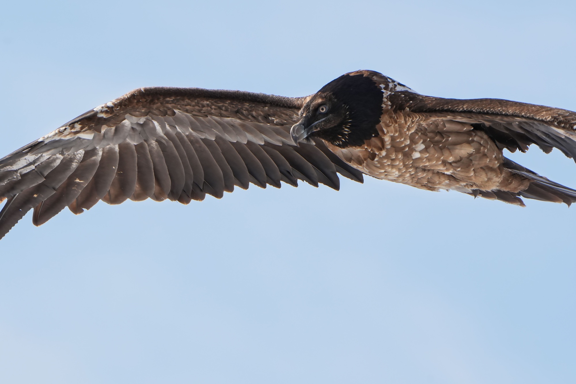 Generl im März 26  |© Christian Steiger