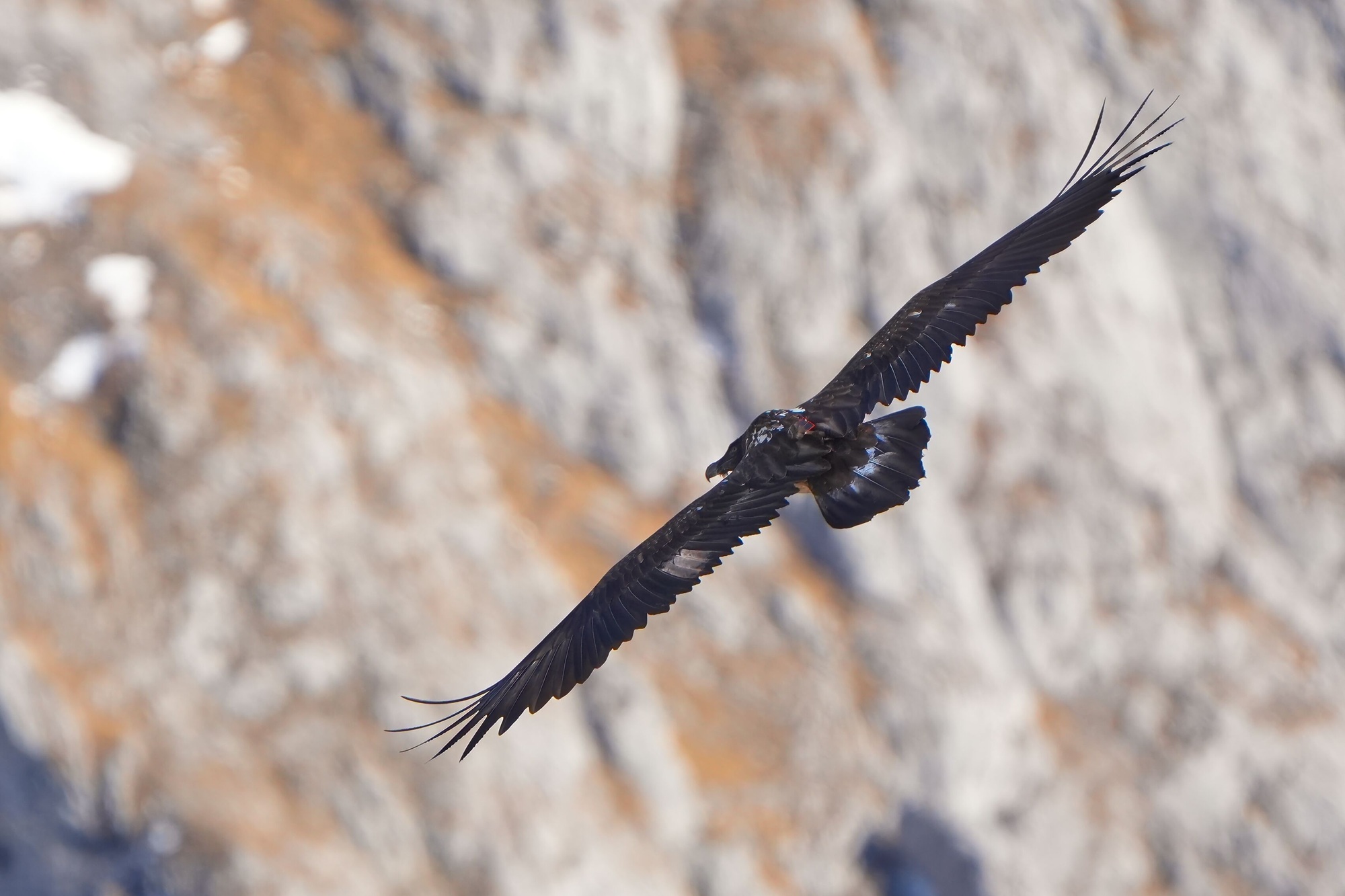 Generl im Flug Ende Januar 2026 |© Christian Steiger