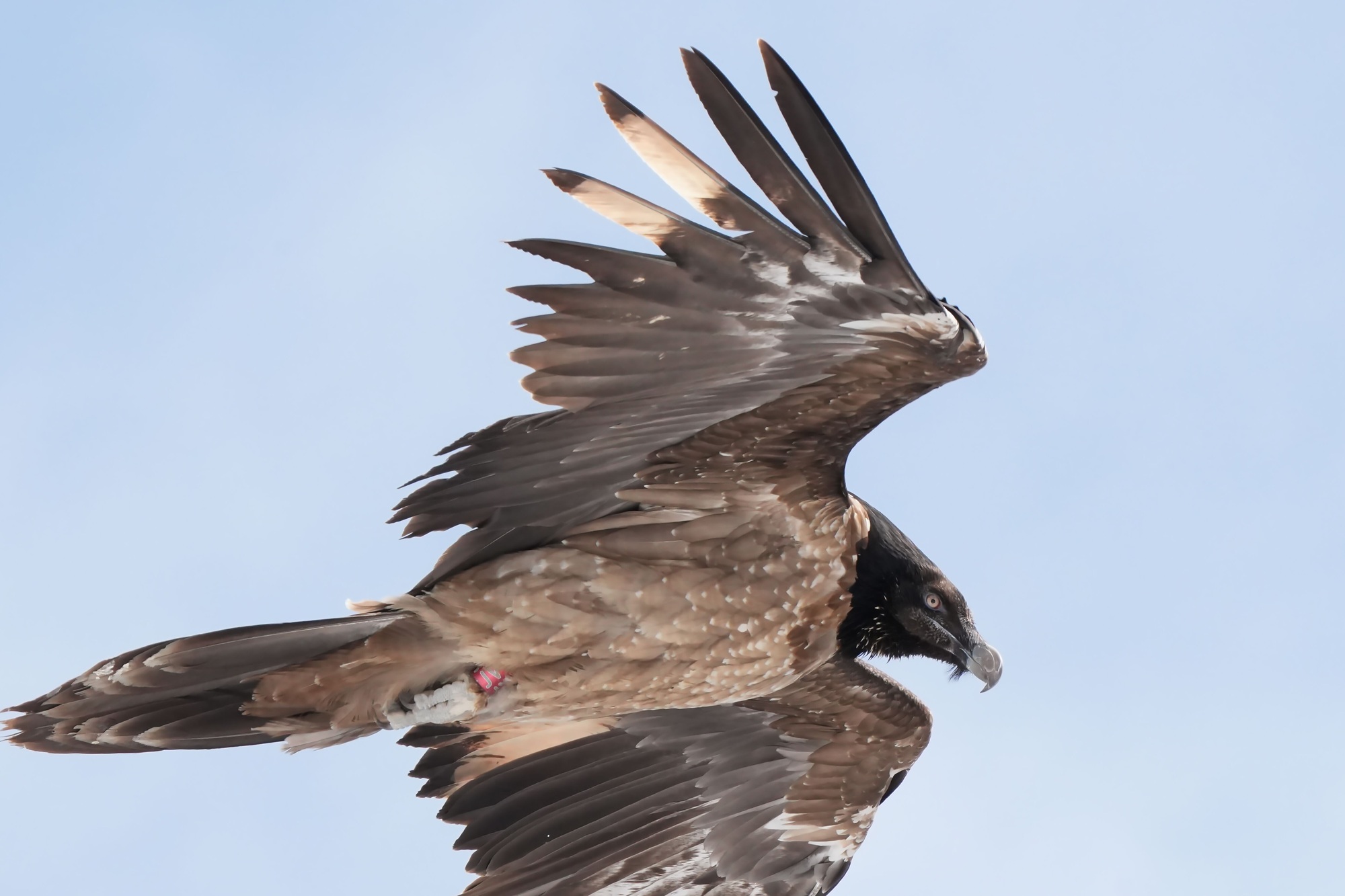 Generl im März 26  |© Christian Steiger