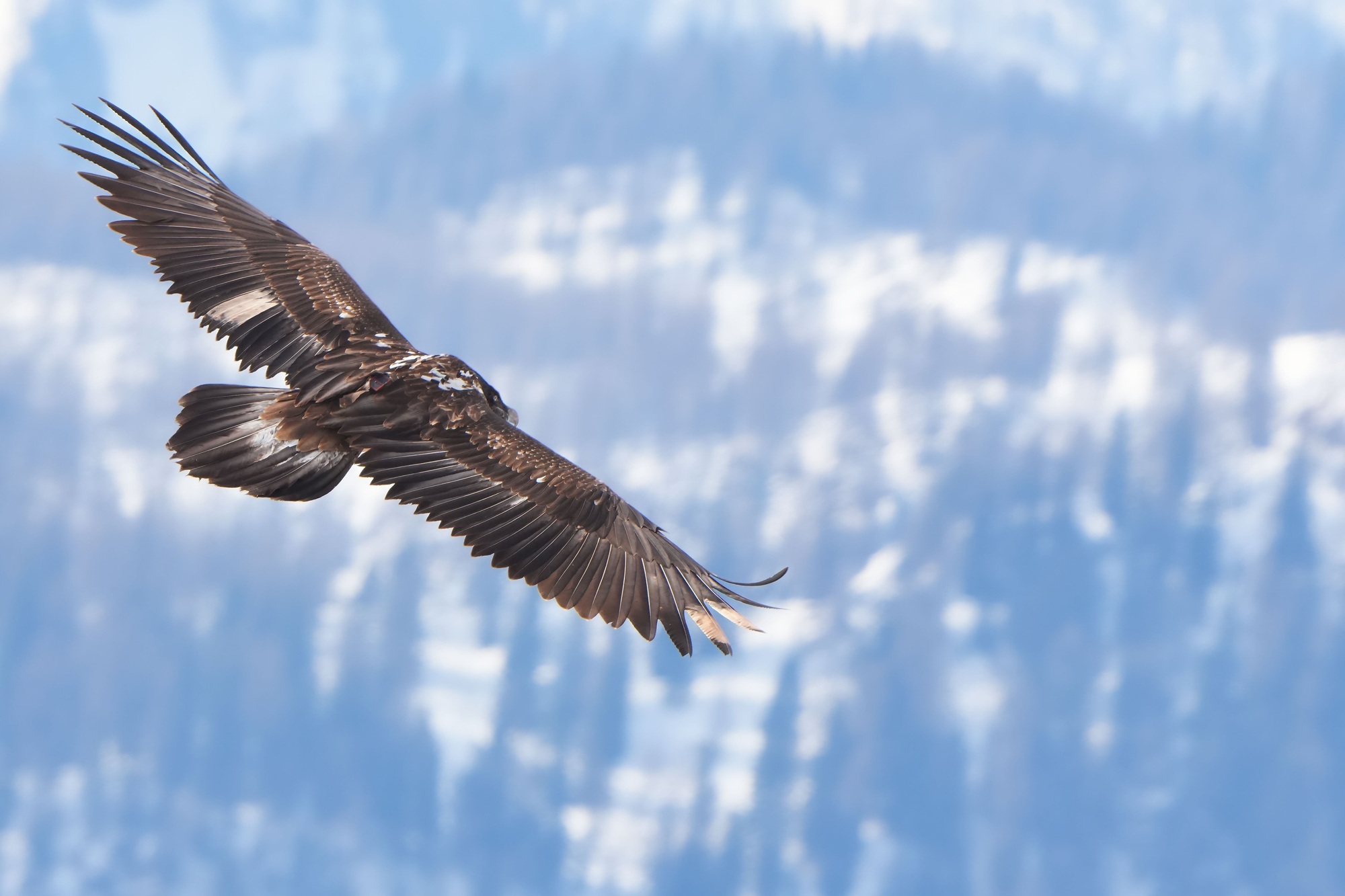 Generl im Flug  |© Christian Steiger