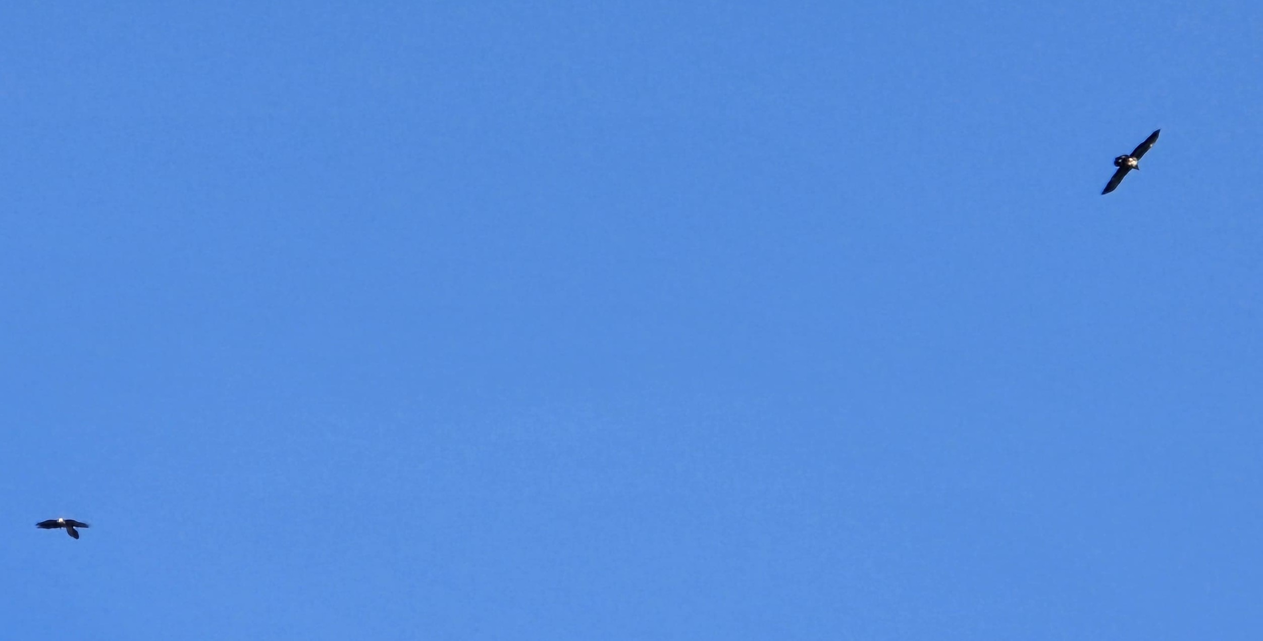 Luisa und unbekannter Bartgeier  |© Siegfried Gaugg