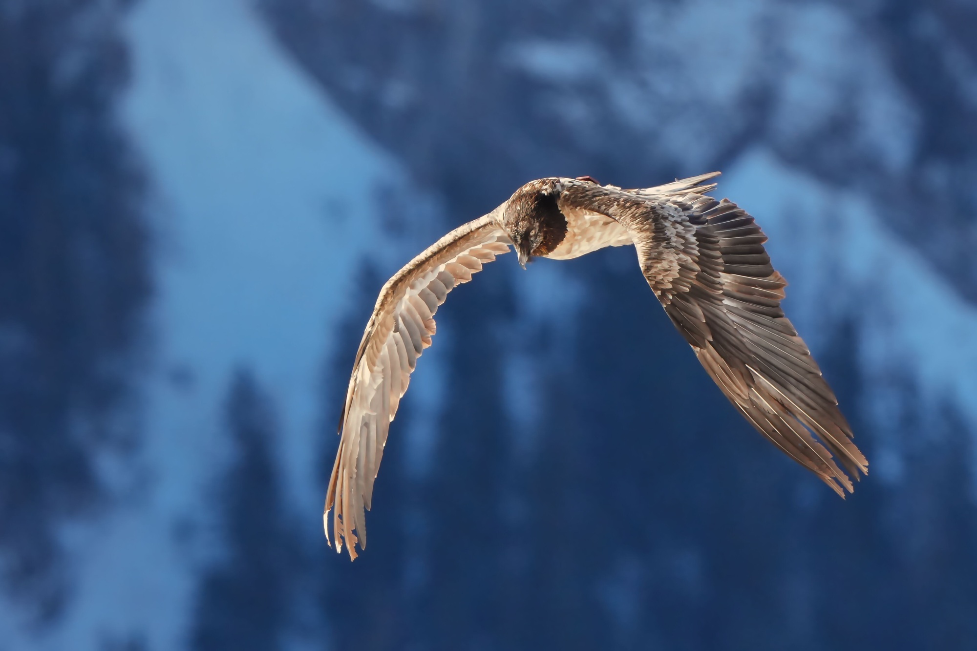 Nepomuk im Flug |© Christian Steiger