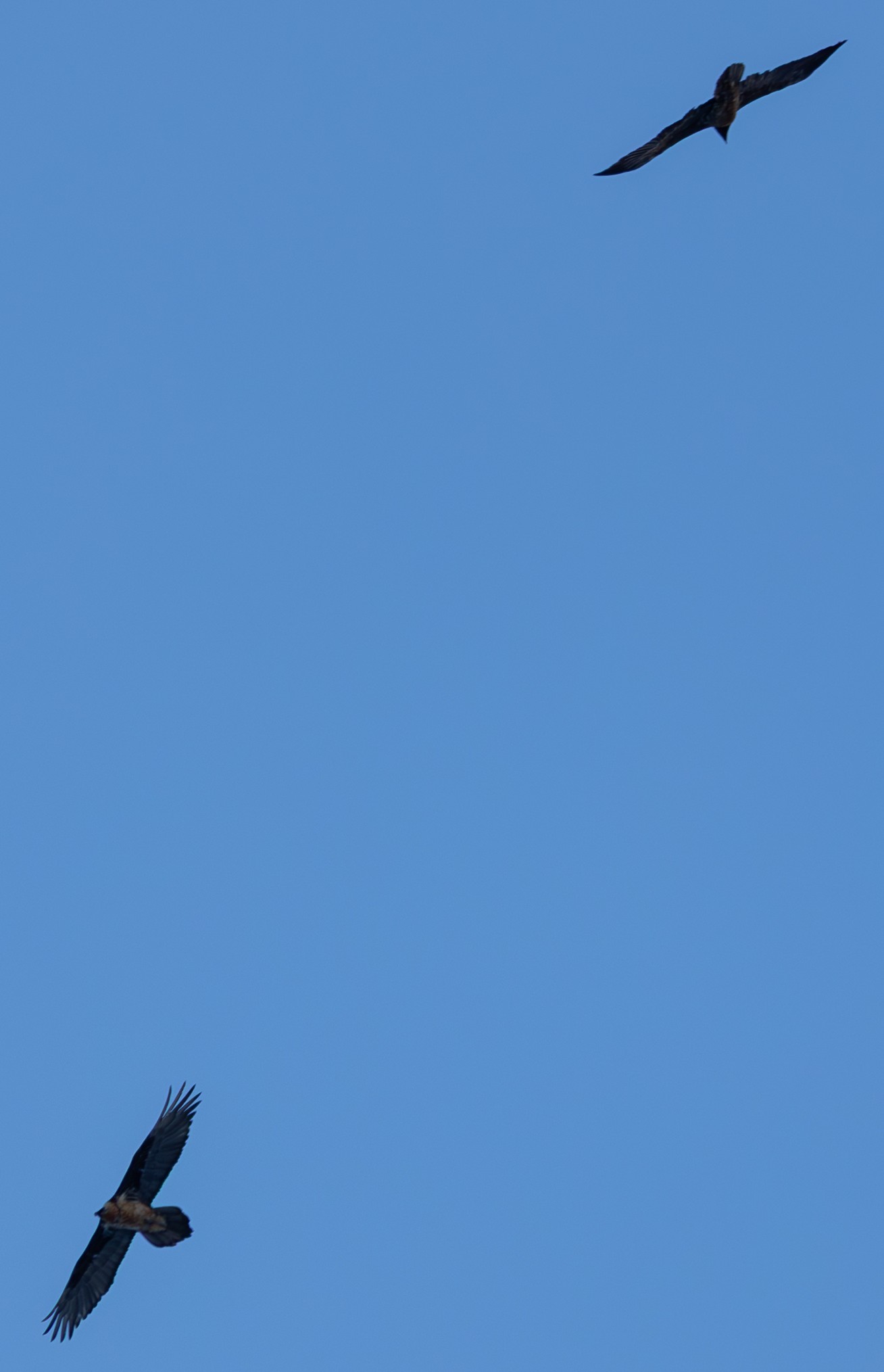 Recka und ihr mutmaßlicher Partner |© Michael Lang