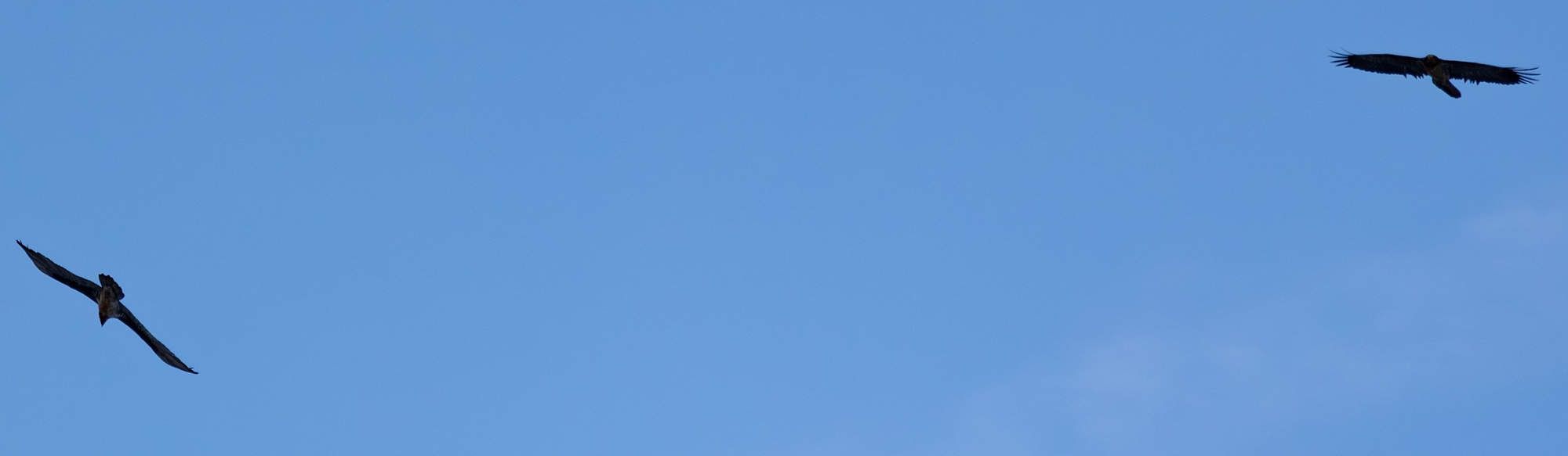 Recka und ihr mutmaßlicher Partner  |© Michael Lang