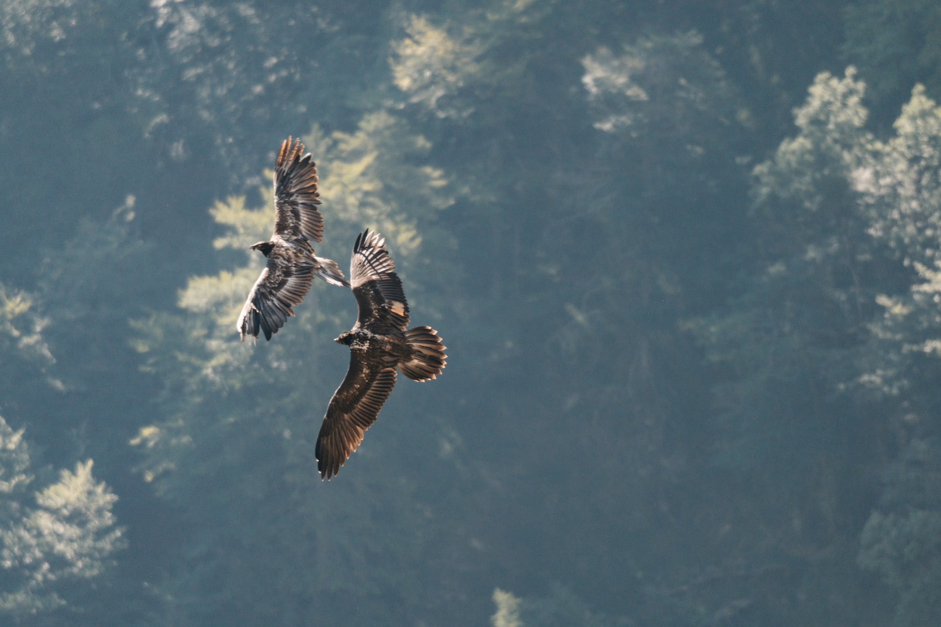 Alosa und Vinzenz beim gemeinsamen Flug |© Martina Nette