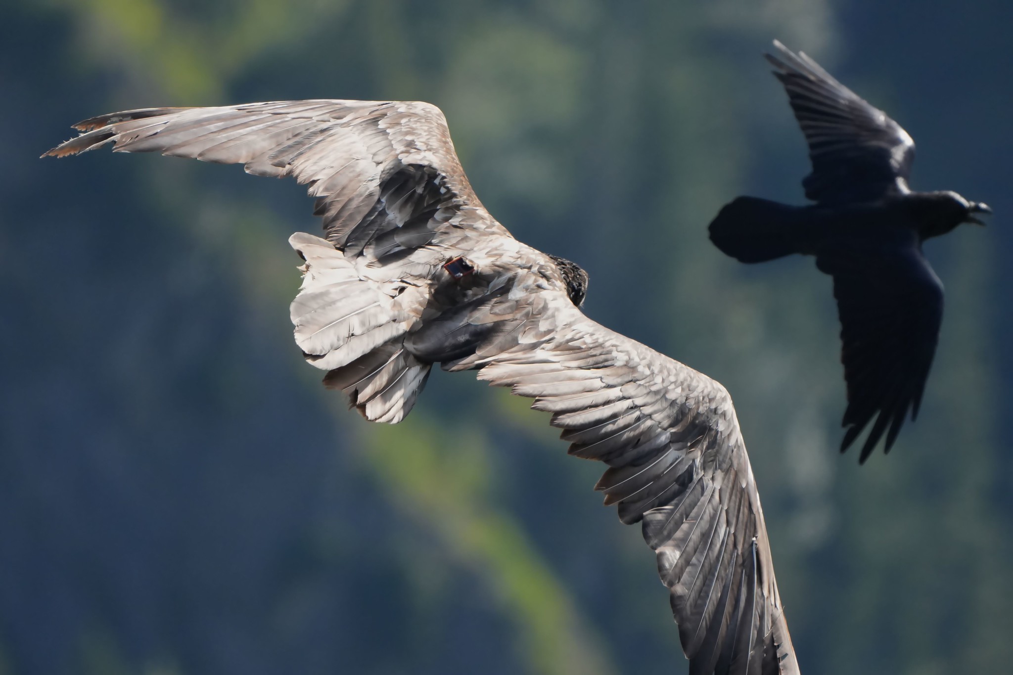 Vinzenz vs Kolkrabe  |© Christian Steiger