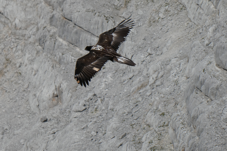 Zierli im Flug  |© Hubert Hagn
