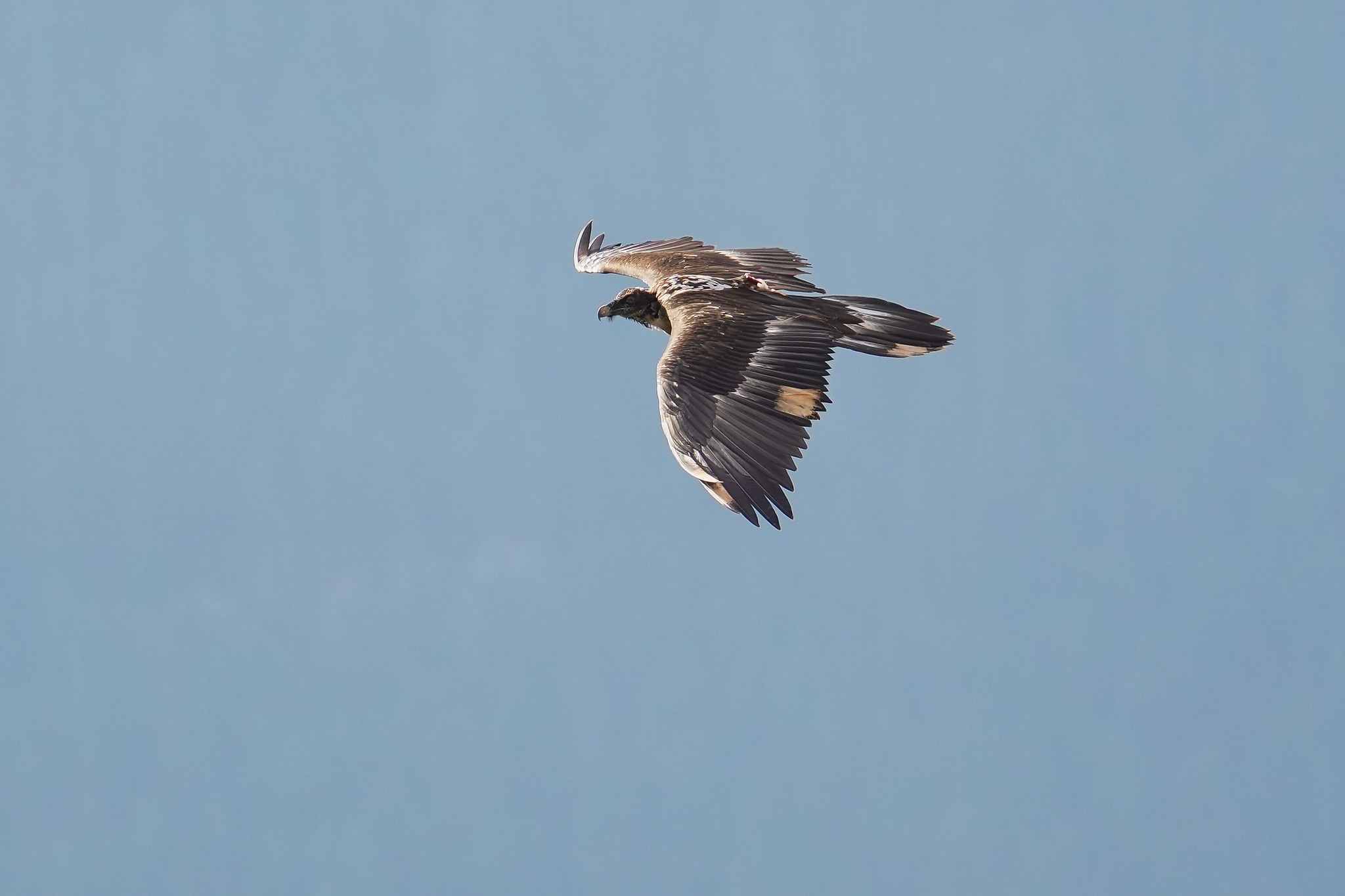 Zierli im Flug  |© Christian Steiger