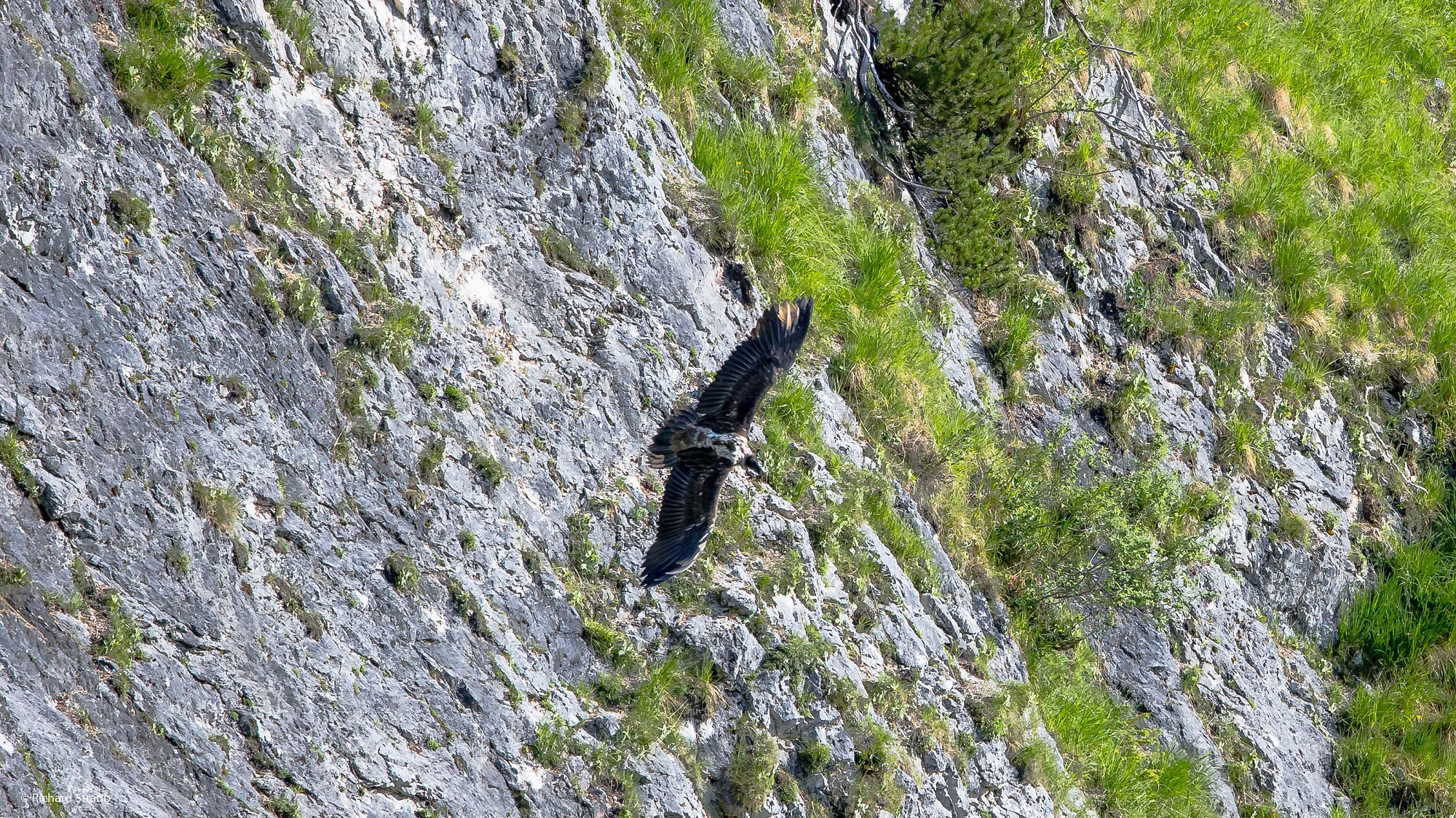 Erstes Bild vom Flug unserer wieder angesiedelten Bartgeier |© Richard Straub