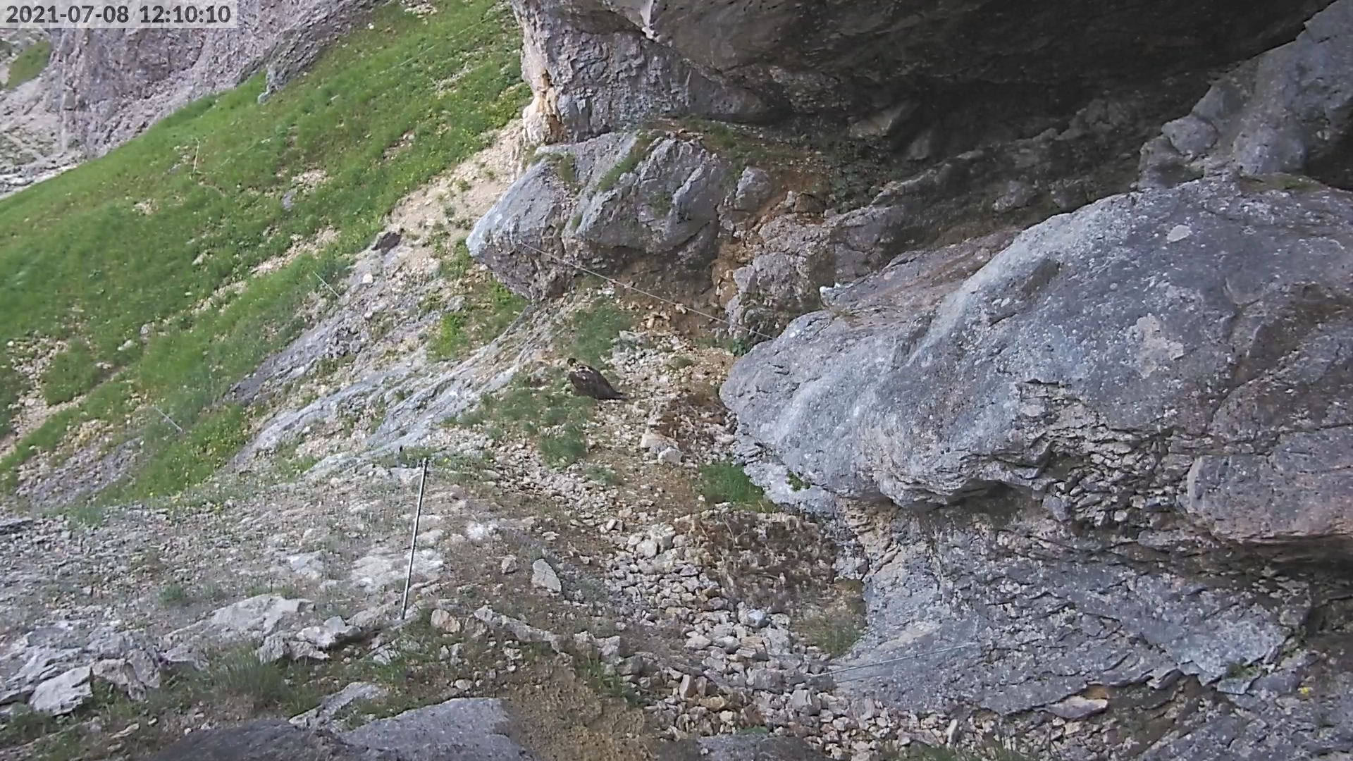 Bavaria und Wally sehen sich nach dem Ausflug wieder | © D. Schuhwerk, LBV Webcam