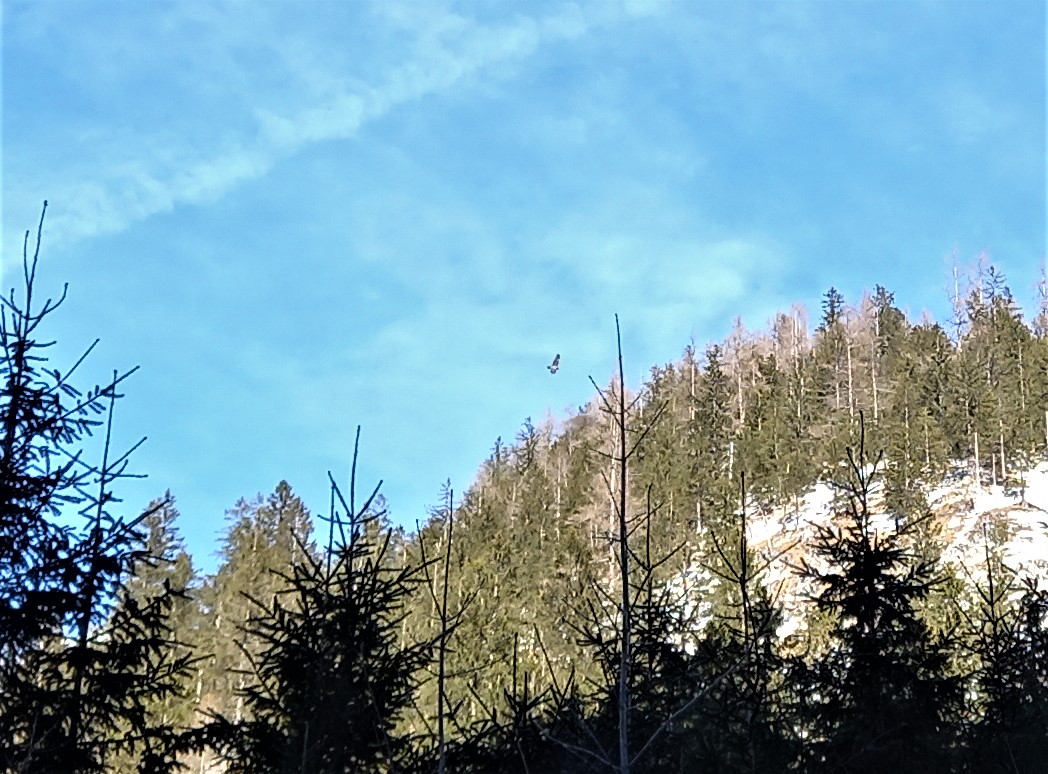 Bavaria beim munteren Kreisen |© Silke Moll, LBV