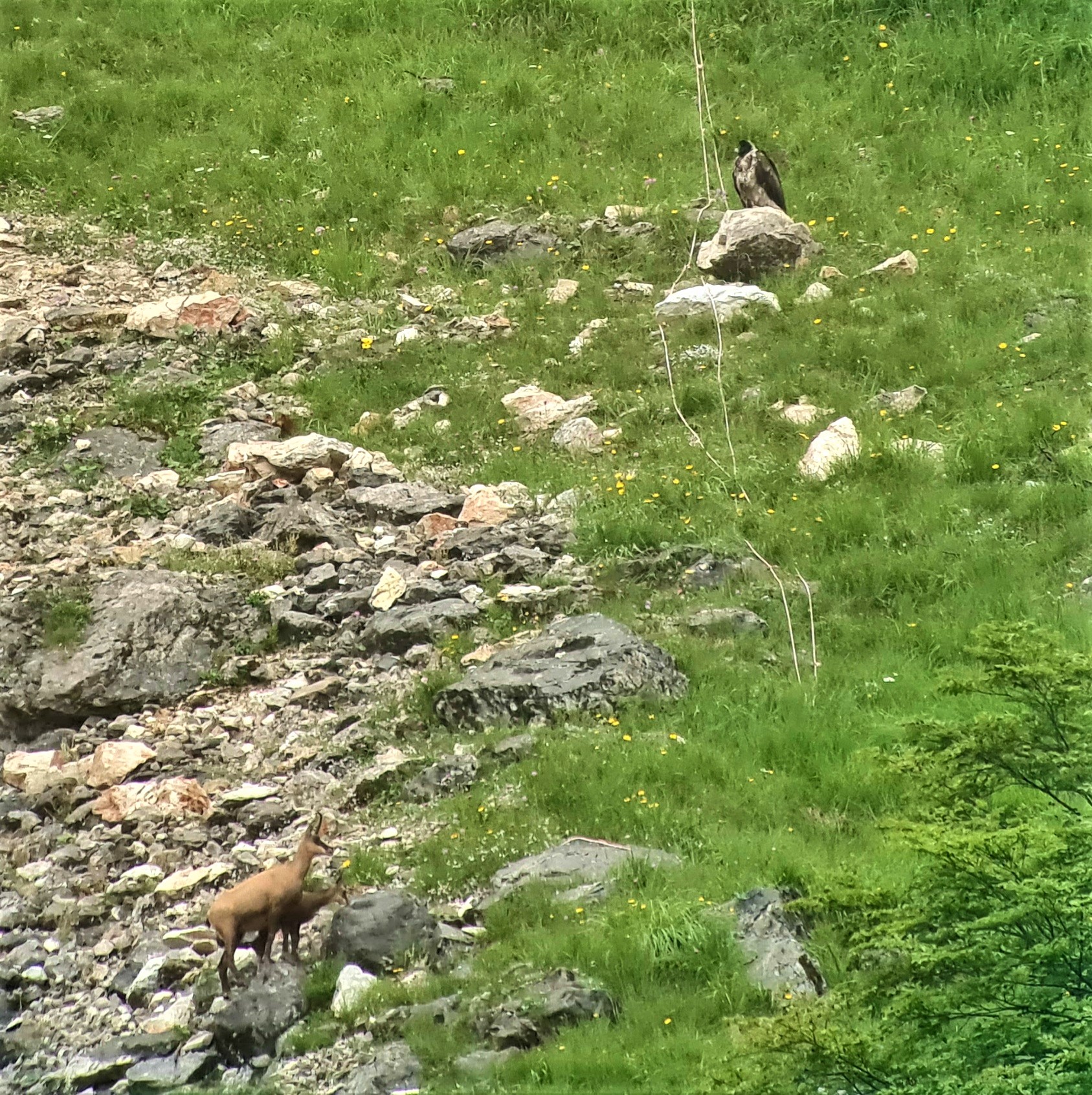 Bartgeier und Gämsen Begegnung im Nationalpark Berchtesgaden|© D. Schuhwerk