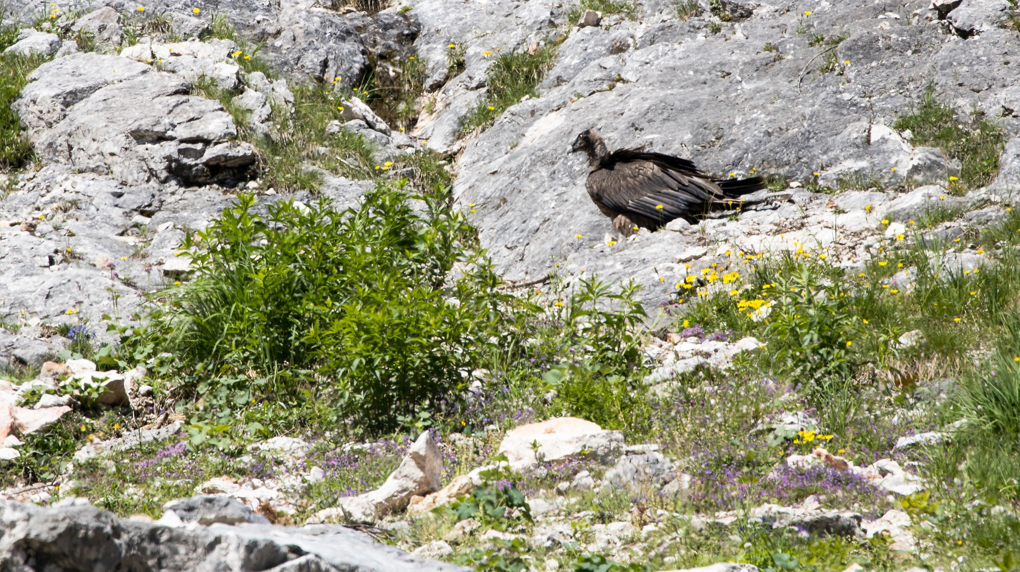 Dagmar im steilen Gelände |© Richard Straub