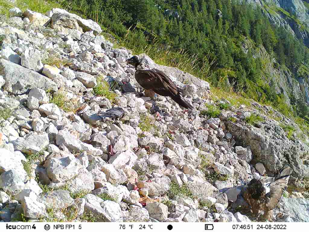 Dagmar und Recka an einem der Futterplätze |  © Fotofalle Nationalpark Berchtesgaden/LBV