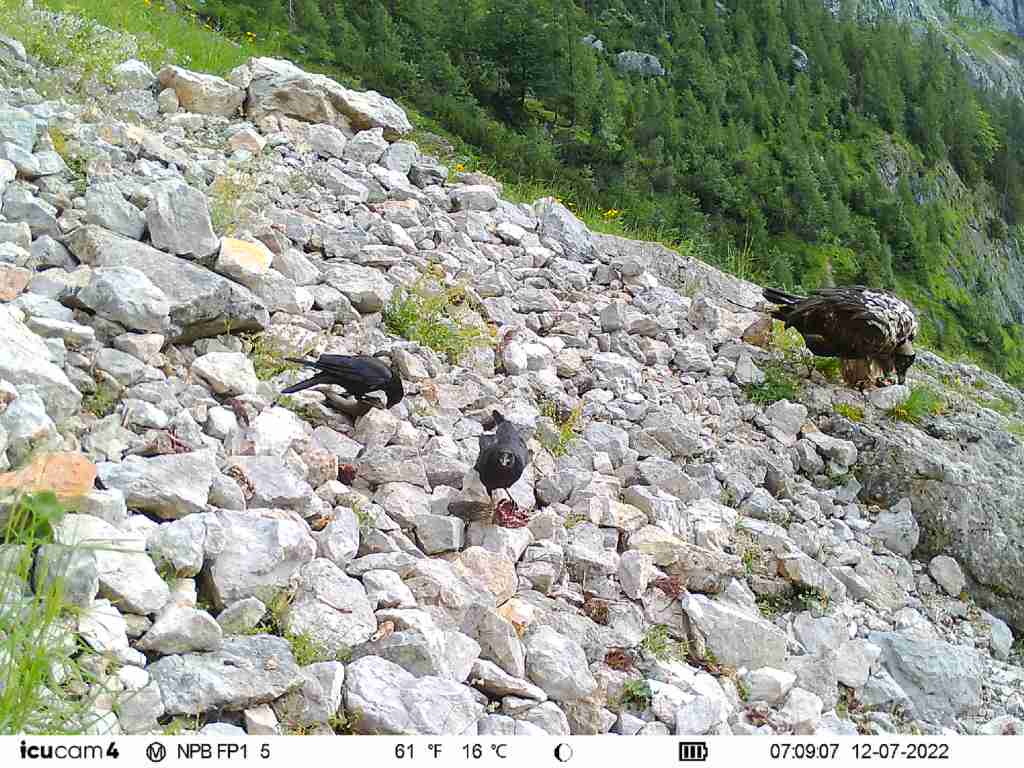 Dagmar teilt sich den Futterplatz mit zwei frechen Rabenkrähen | © Fotofalle NPV/LBV