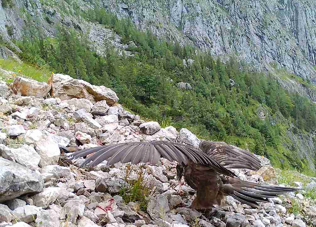 Wally beim Aufnehmen der ausgelegten Nahrung in einer Schuttrinne |© Jochen Grab NPV