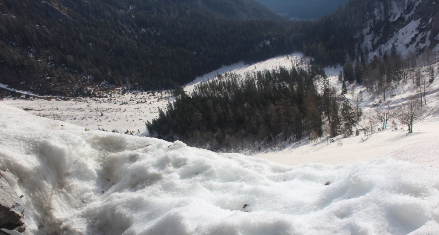 Aktuelles Bild aus der Auswilderungsnische | © Fotowebcam LBV