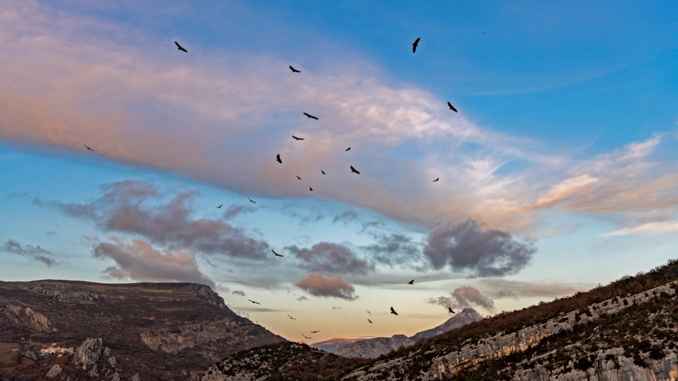 Gänsegeierensemble ganz in der Nähe des Tagungsorts in phantastischem Ambiente |© Hansruedi Weyrich