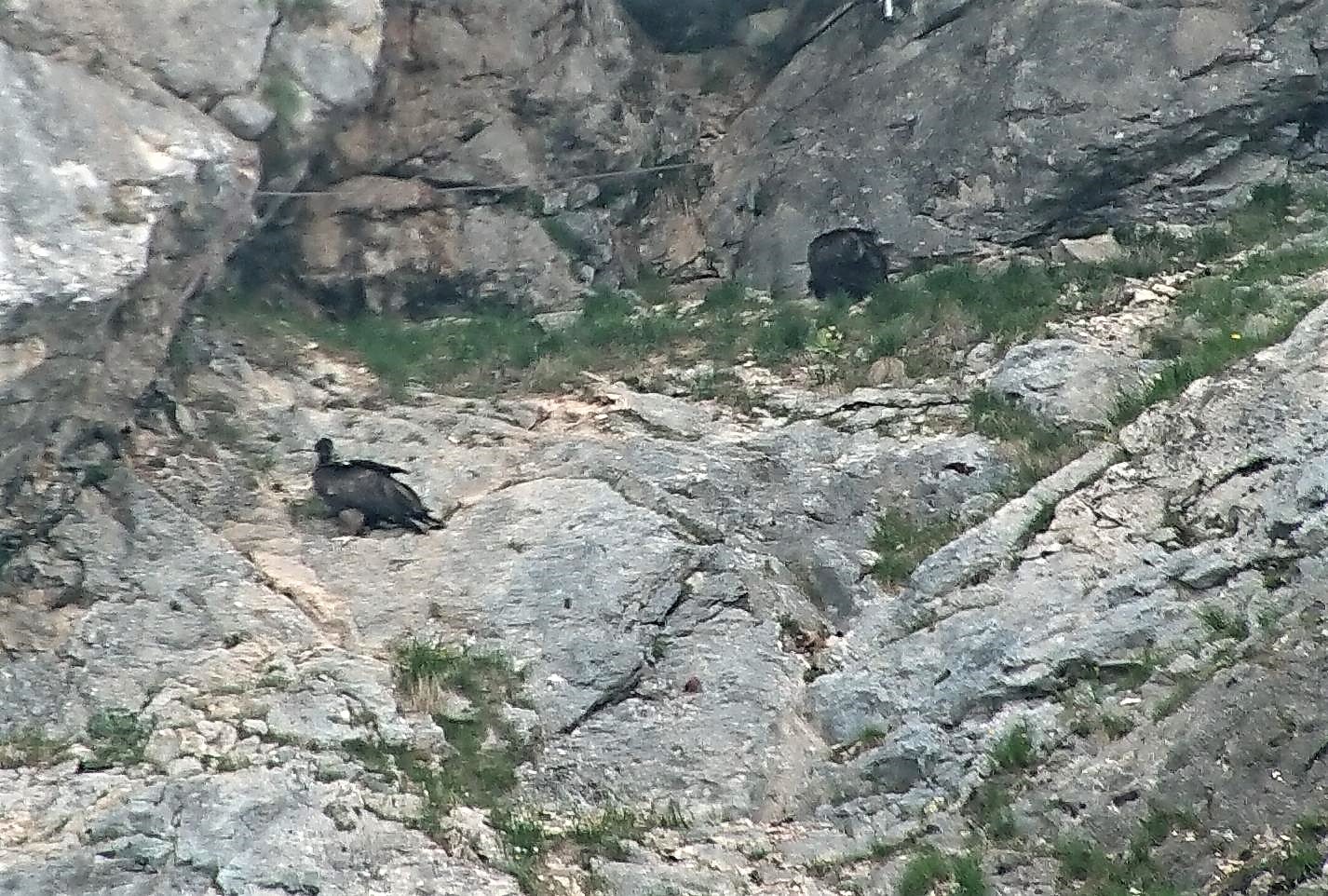 Wally beginnt auch die steileren Bereich der Felsnische zu erklettern |  © Toni Wegscheider LBV