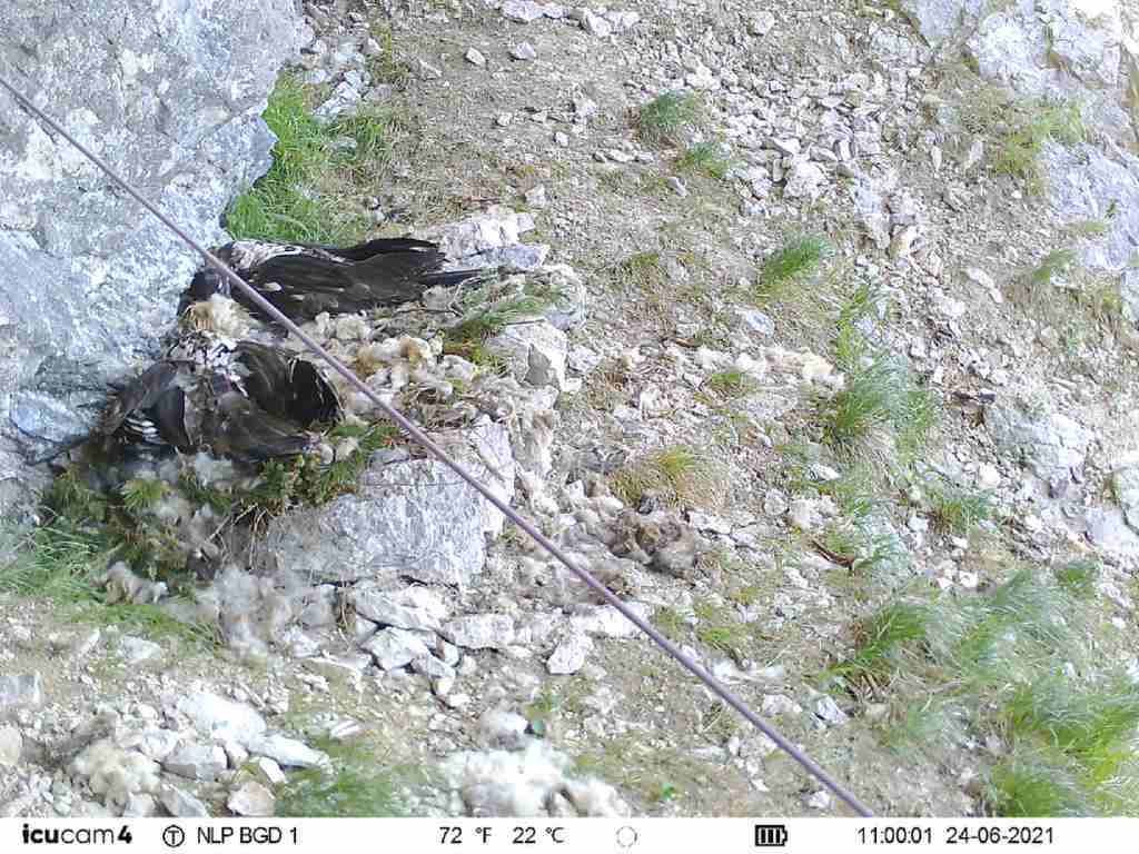 Inzwischen schlafen die beiden Bartgeier Damen auch recht gerne direkt nebeneinander |  © Jochen Grab NP BGD