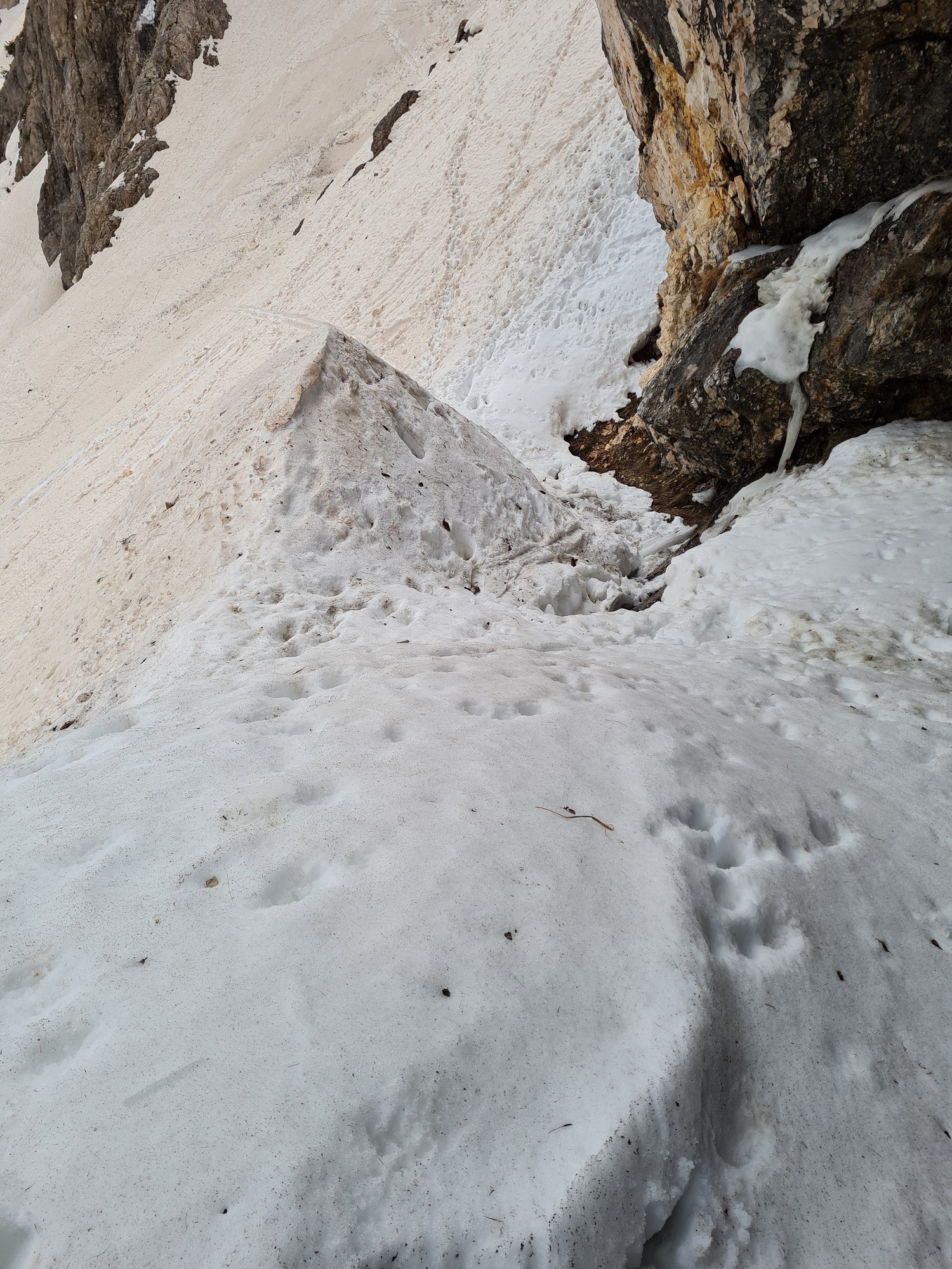 Schneebänke in der Auswilderungsnische | © David Schuhwerk