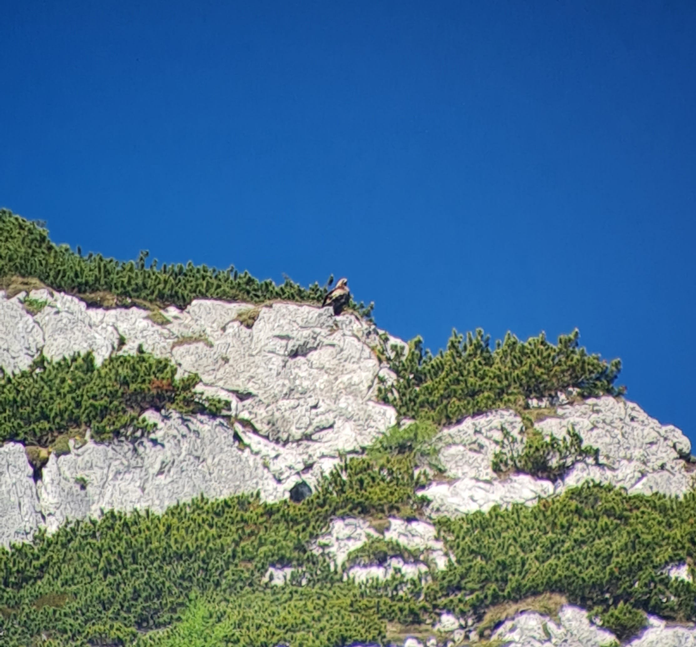 Steinadler am Knittelhorn |© D. Schuhwerk LBV