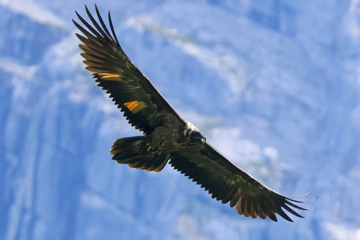 Wally beim Flug |  © Markus Leitner