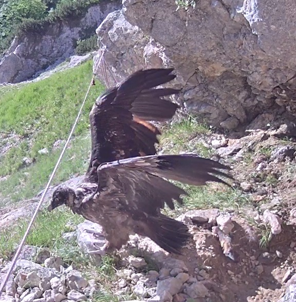 Unsere jungen Bartgeier trainieren schon fleißig ihre Flugmuskulatur  | © D. Schuhwerk LBV