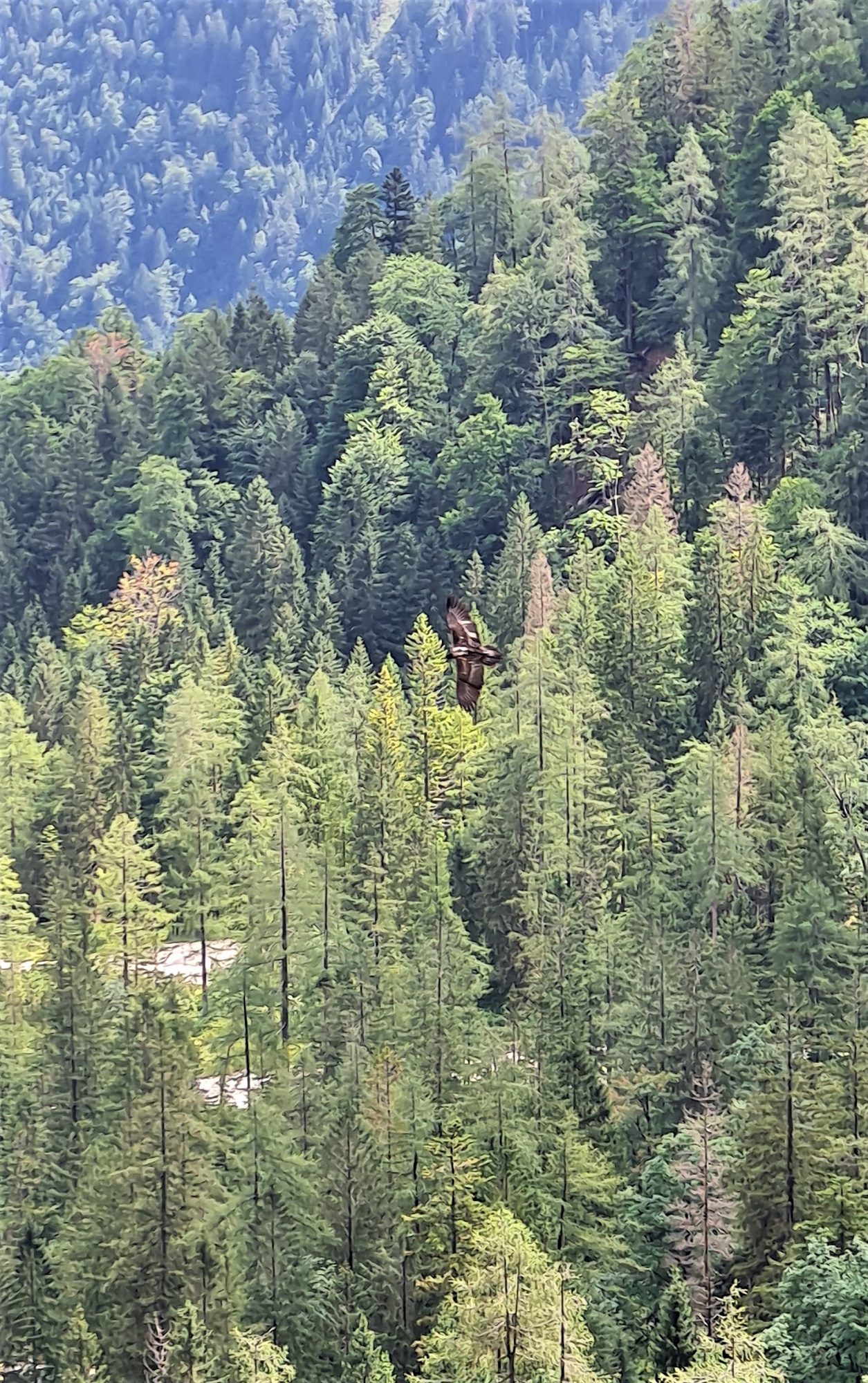 Wally in niedriger Höhe in der Halsgrube |© David Schuhwerk