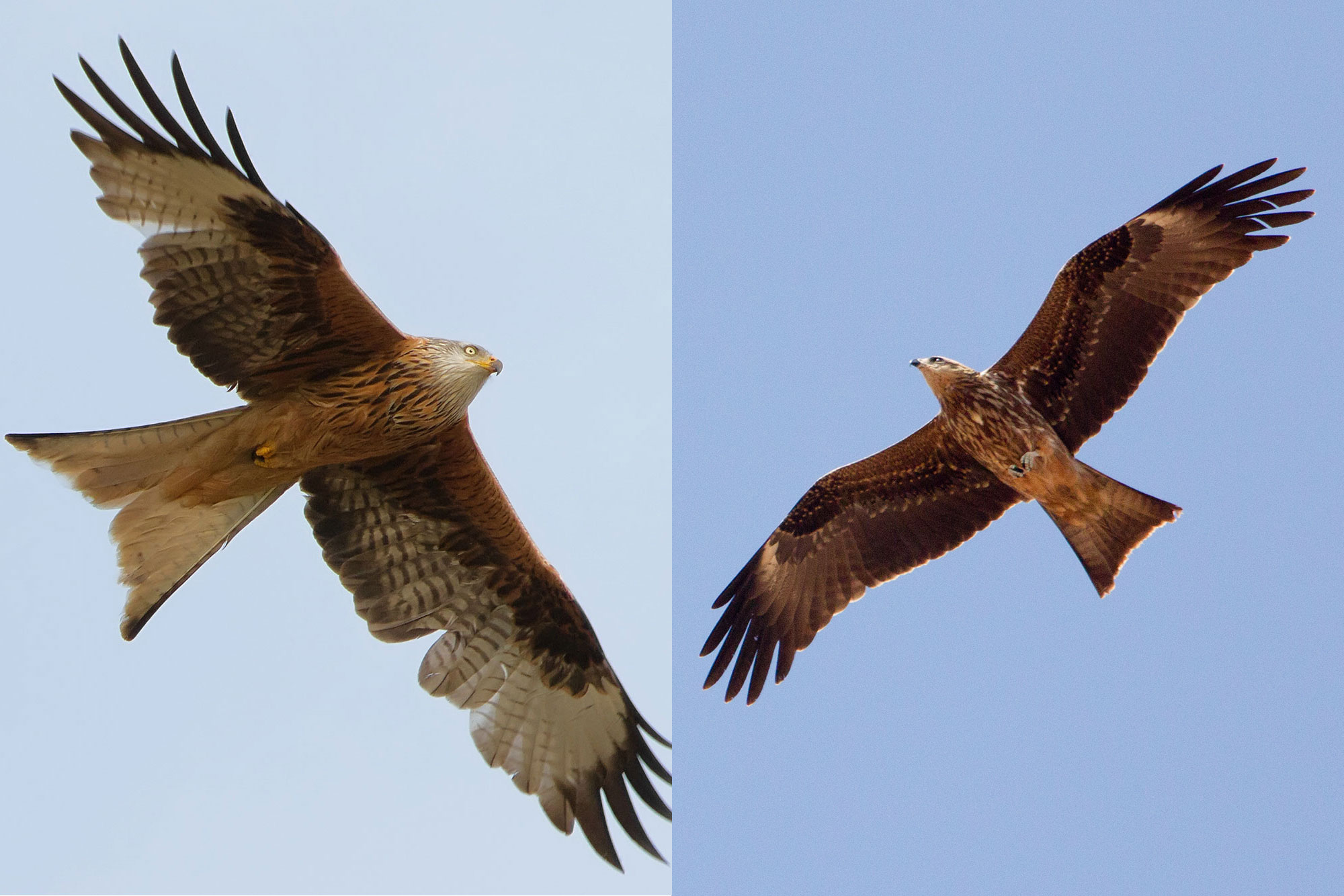 Leicht Verwechselbar Greifvogel Lbv Gemeinsam Bayerns Natur Schutzen