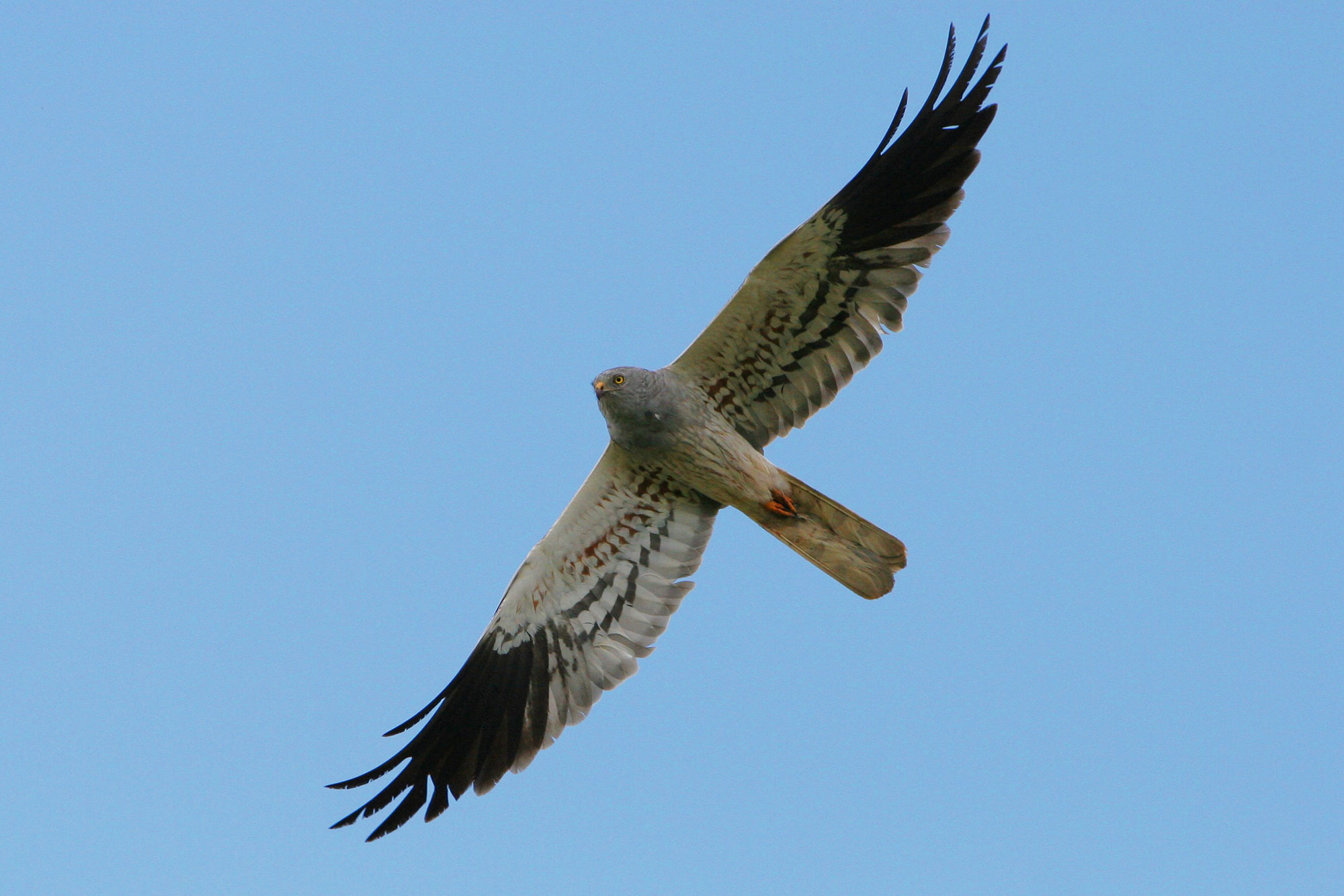 Wiesenweihe im Flug | © Zdenek Tunka