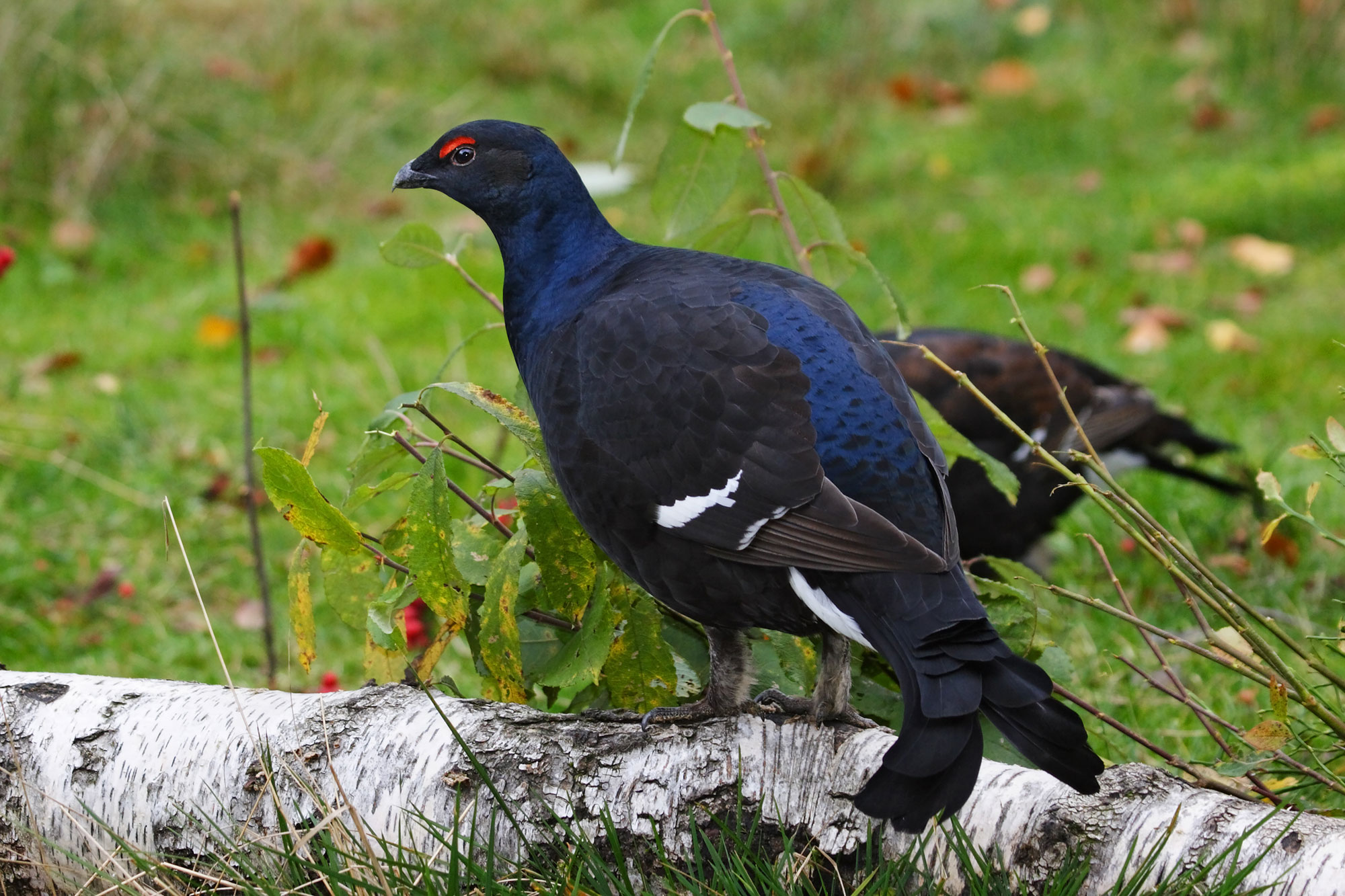 LBV-Schutzgebiet Schnellenzipf im Landkreis Freyung-Grafenau - LBV -  Gemeinsam Bayerns Natur schützen