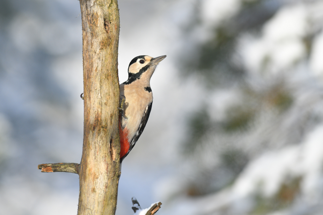 Buntspech| © Dr. Olaf Broders