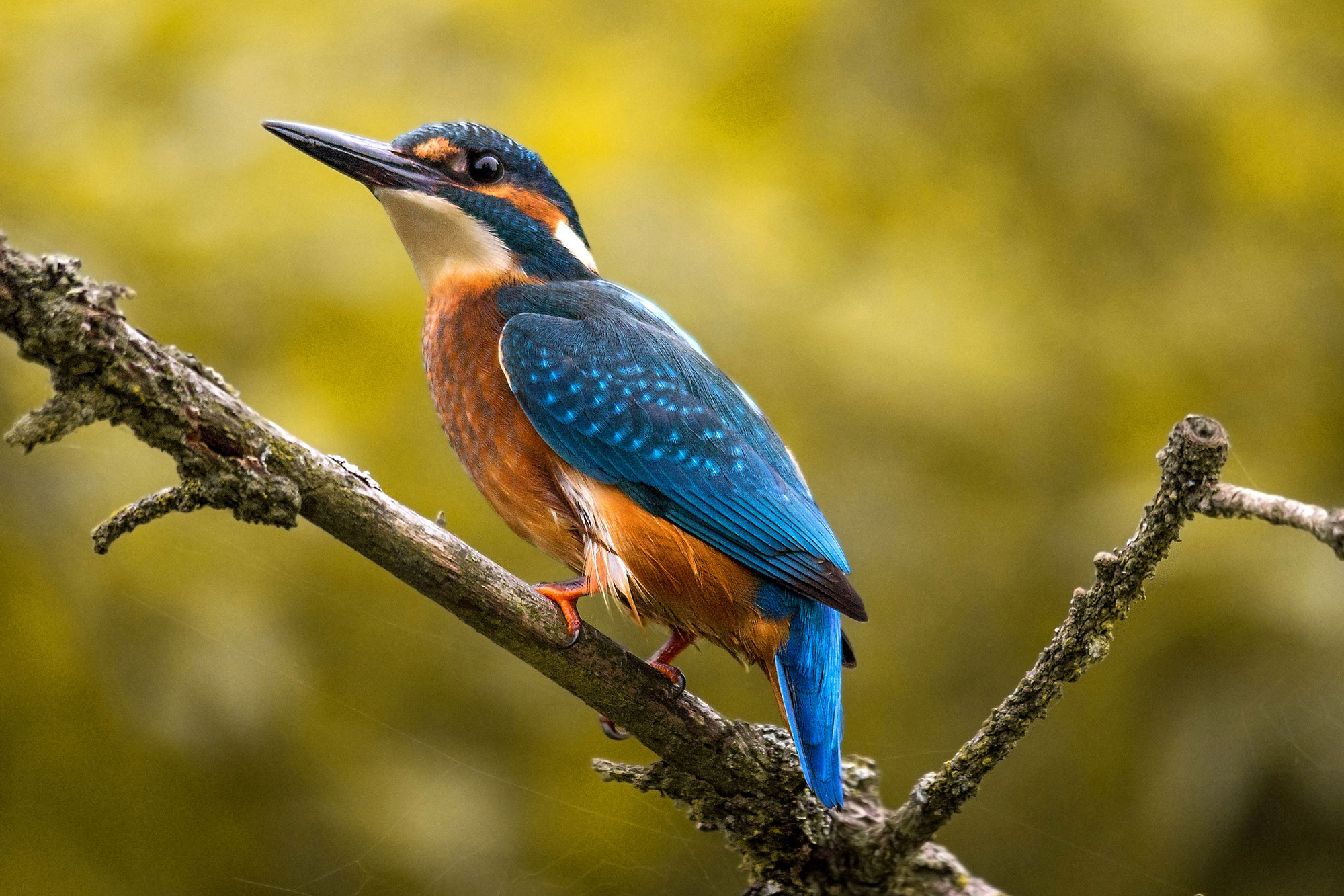 Eisvogel Lbv Gemeinsam Bayerns Natur Schutzen