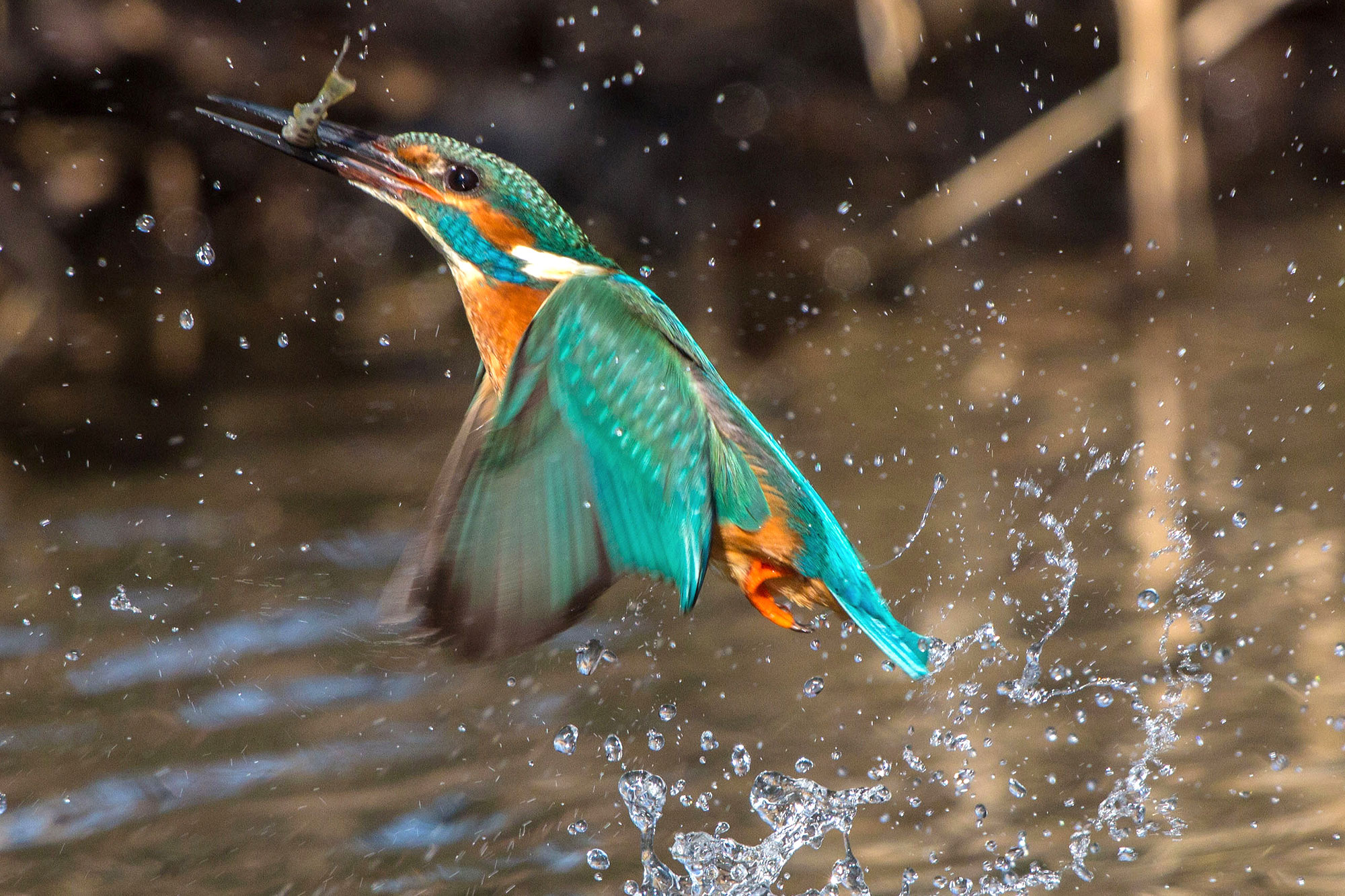 Eisvogel Lbv Gemeinsam Bayerns Natur Schutzen