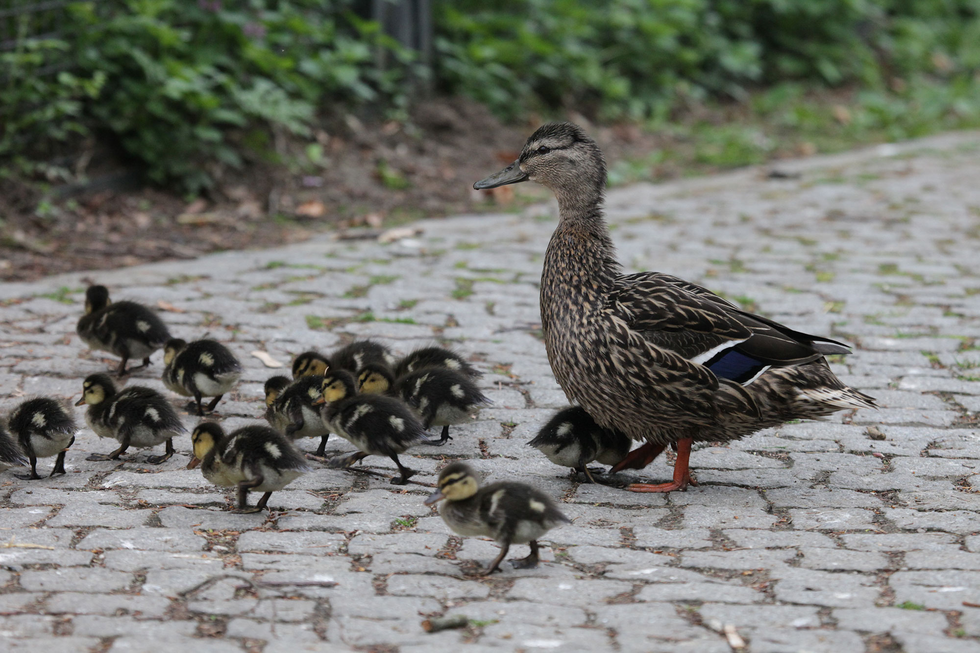 Was Tun Wenn Enten Im Fruhjahr Auf Dem Balkon Bruten Lbv Gemeinsam Bayerns Natur Schutzen